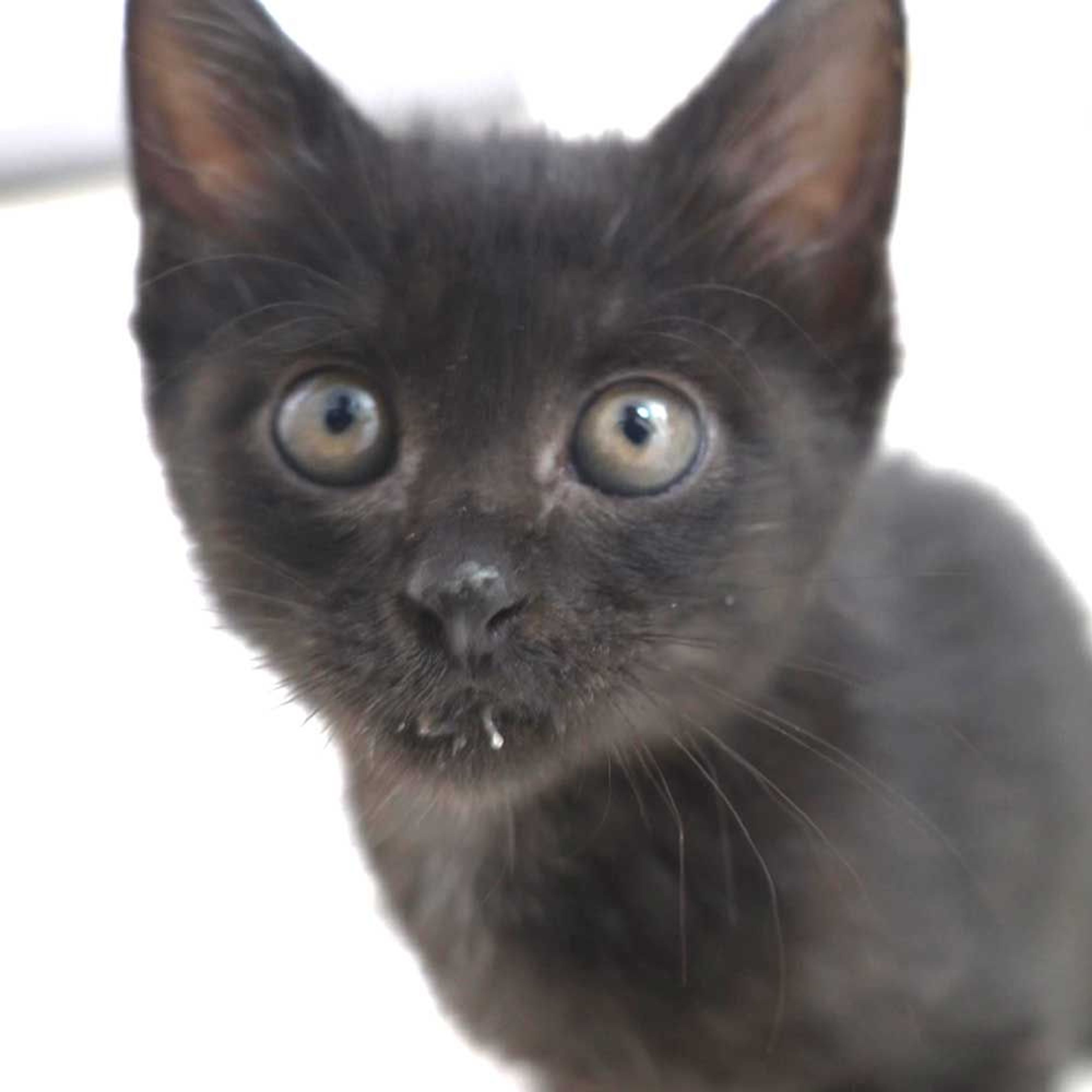 pet-image-7