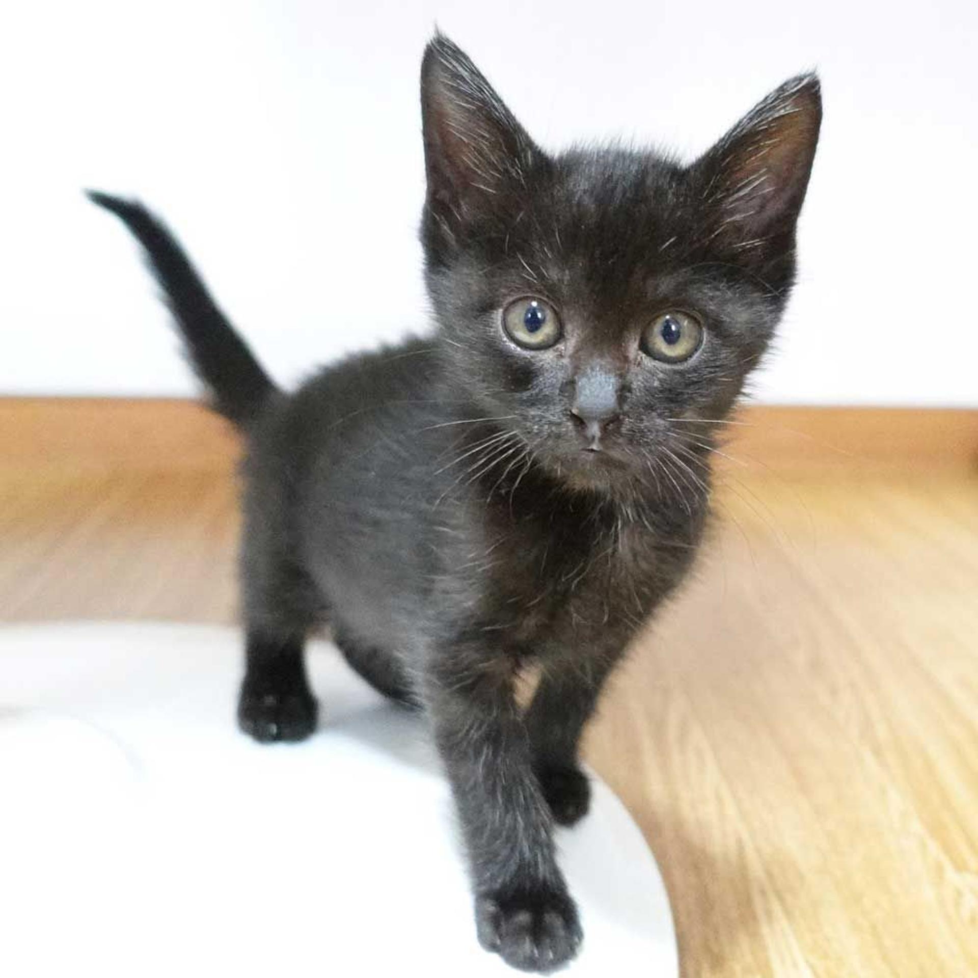 pet-image-8