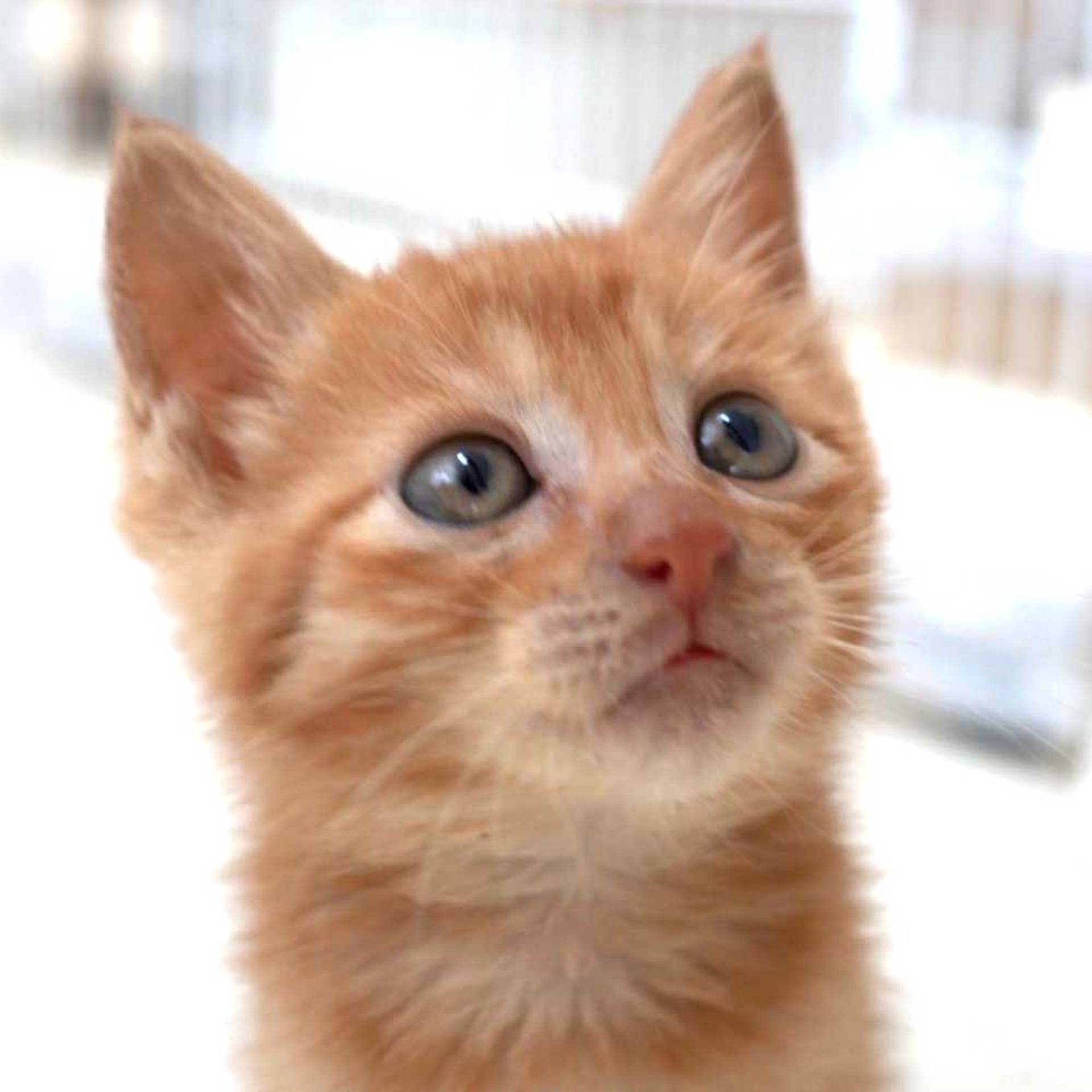 雑種（ミックス猫）・オスの里親募集の写真