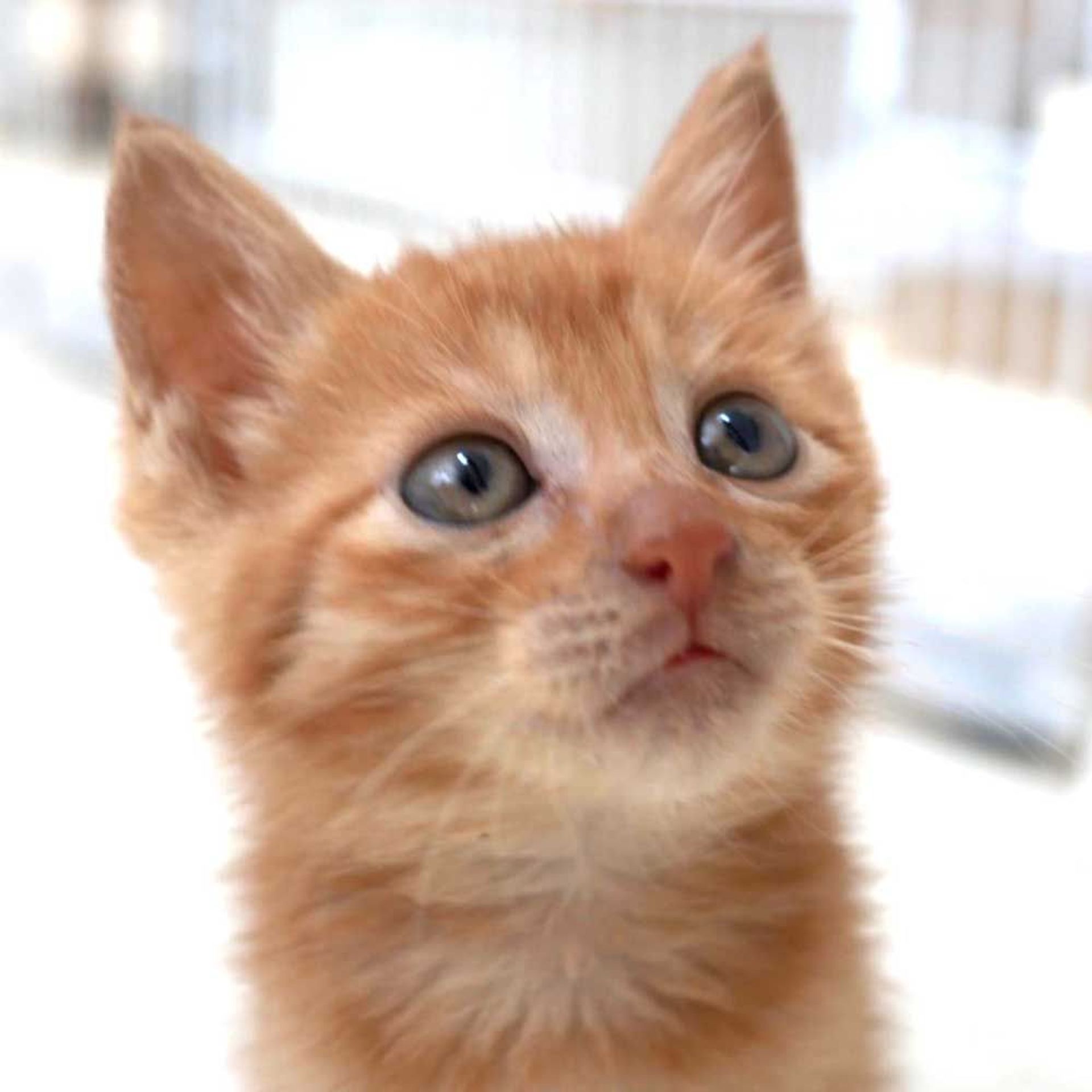雑種（ミックス猫）・オスの里親募集の写真
