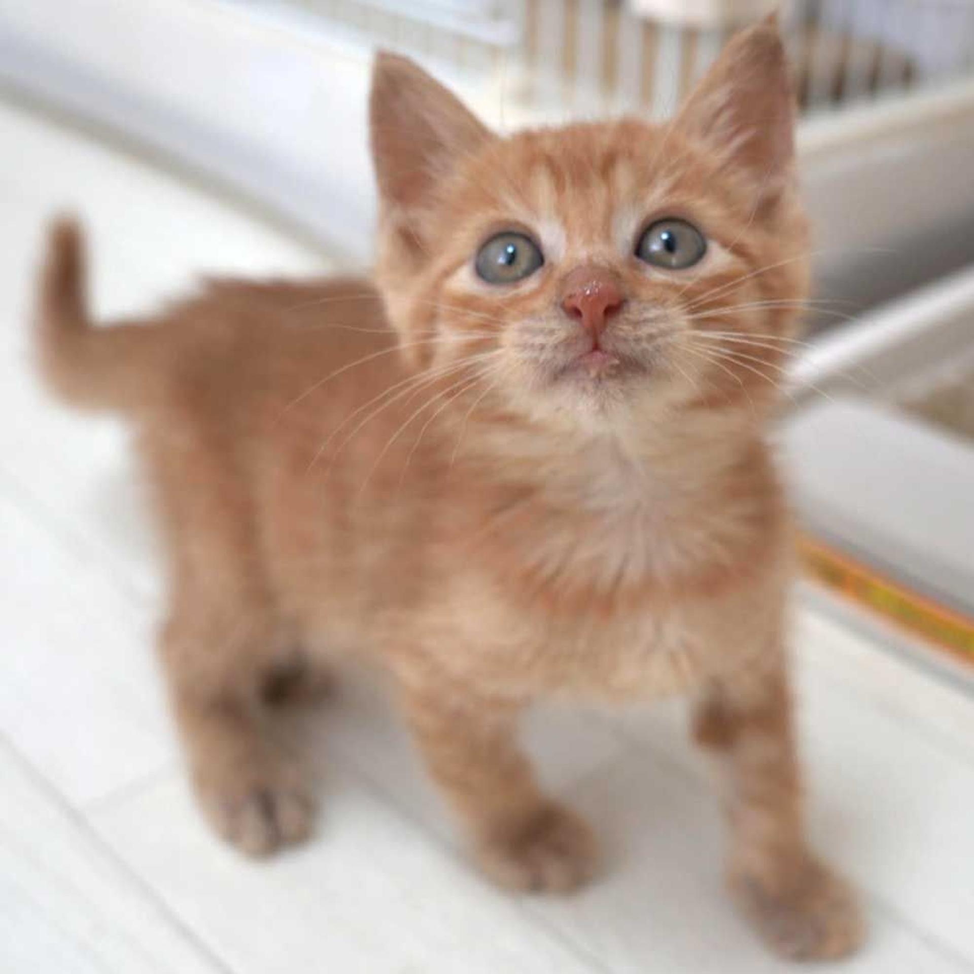 pet-image-2
