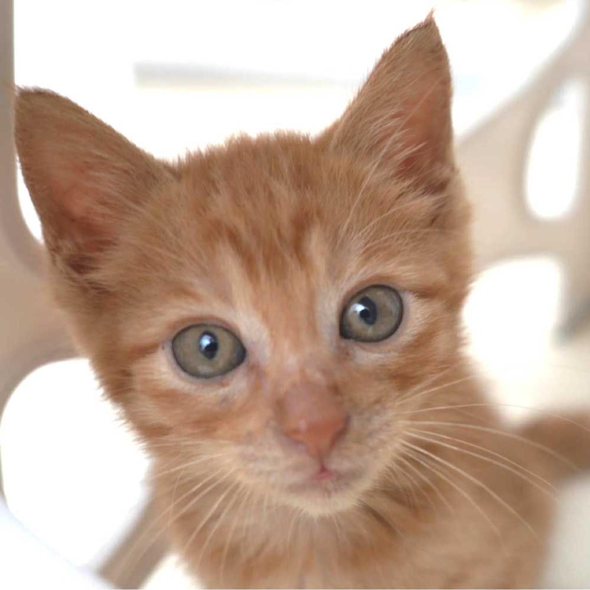 pet-image-3