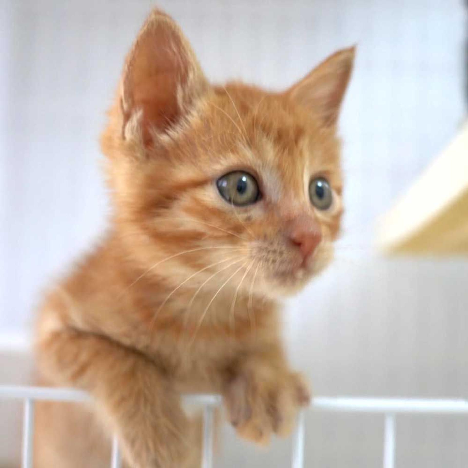 pet-image-4