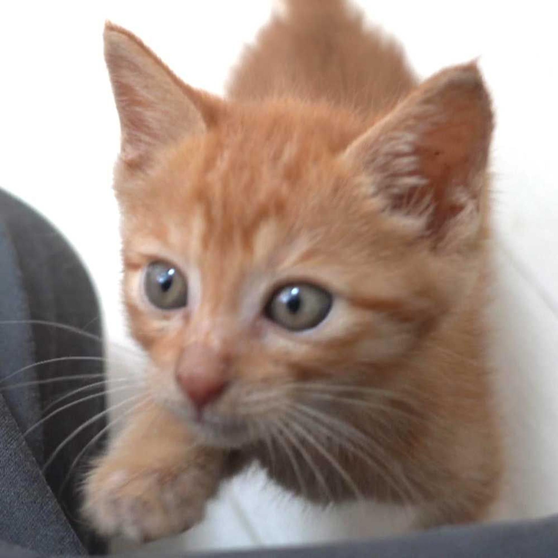 pet-image-5