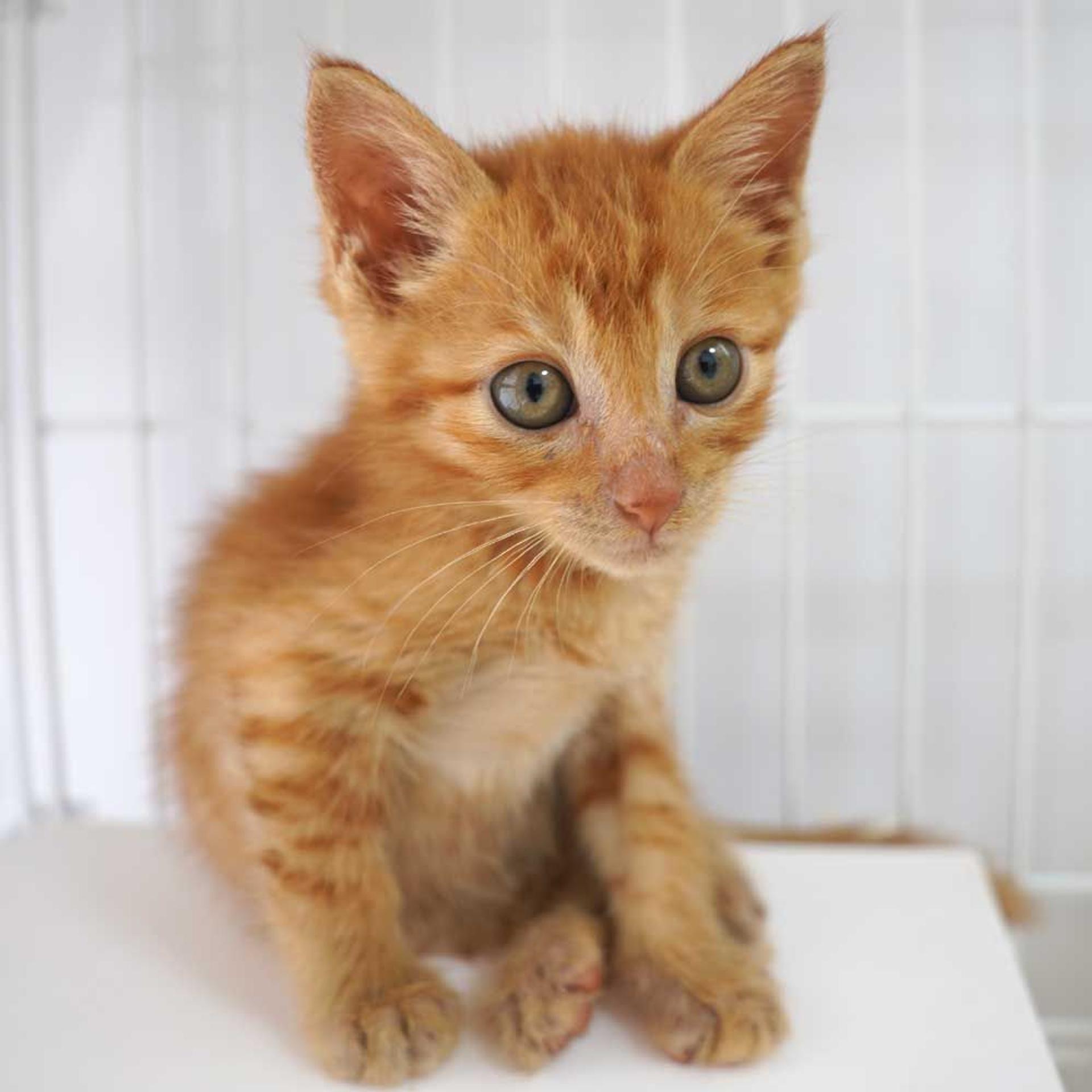 pet-image-8