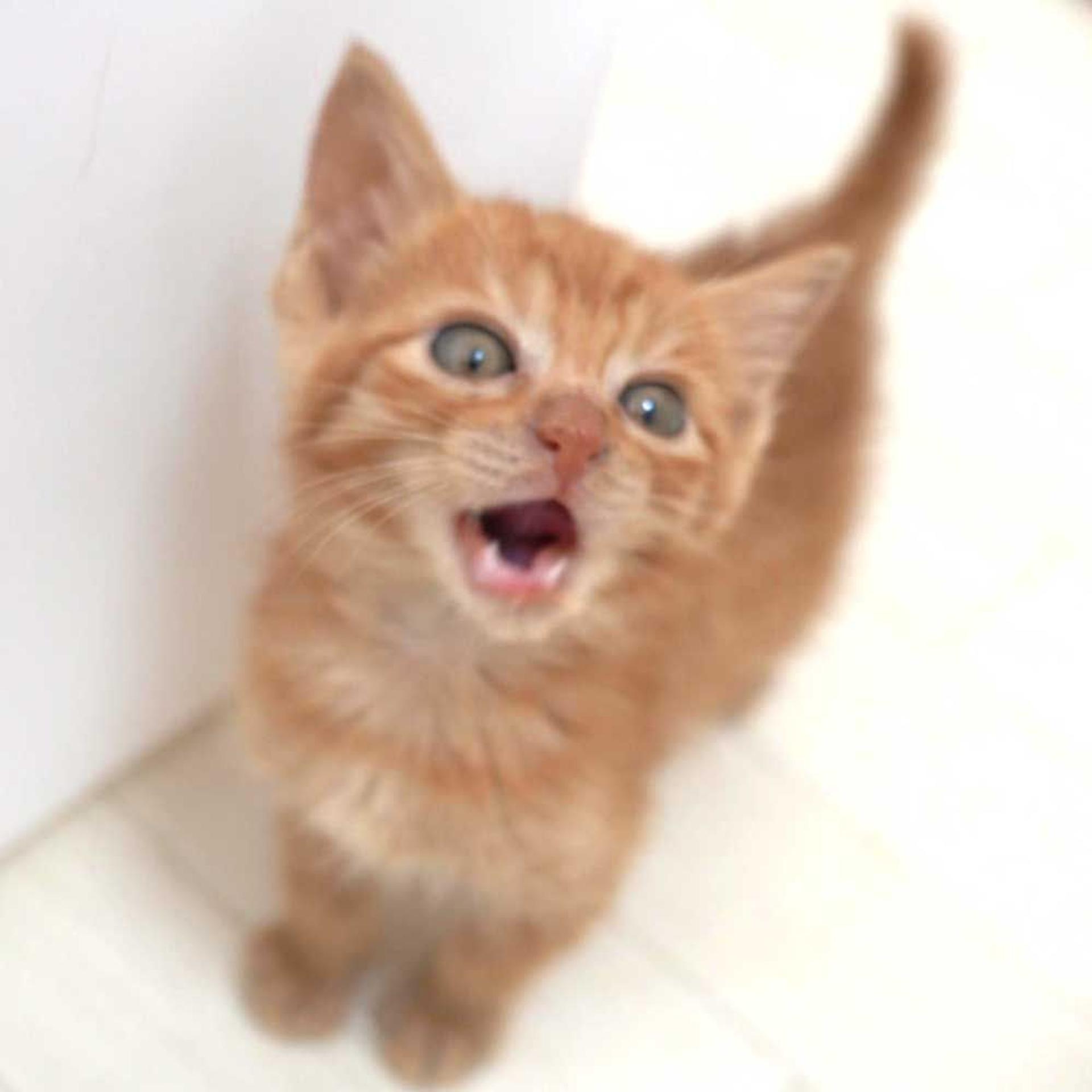 pet-image-9