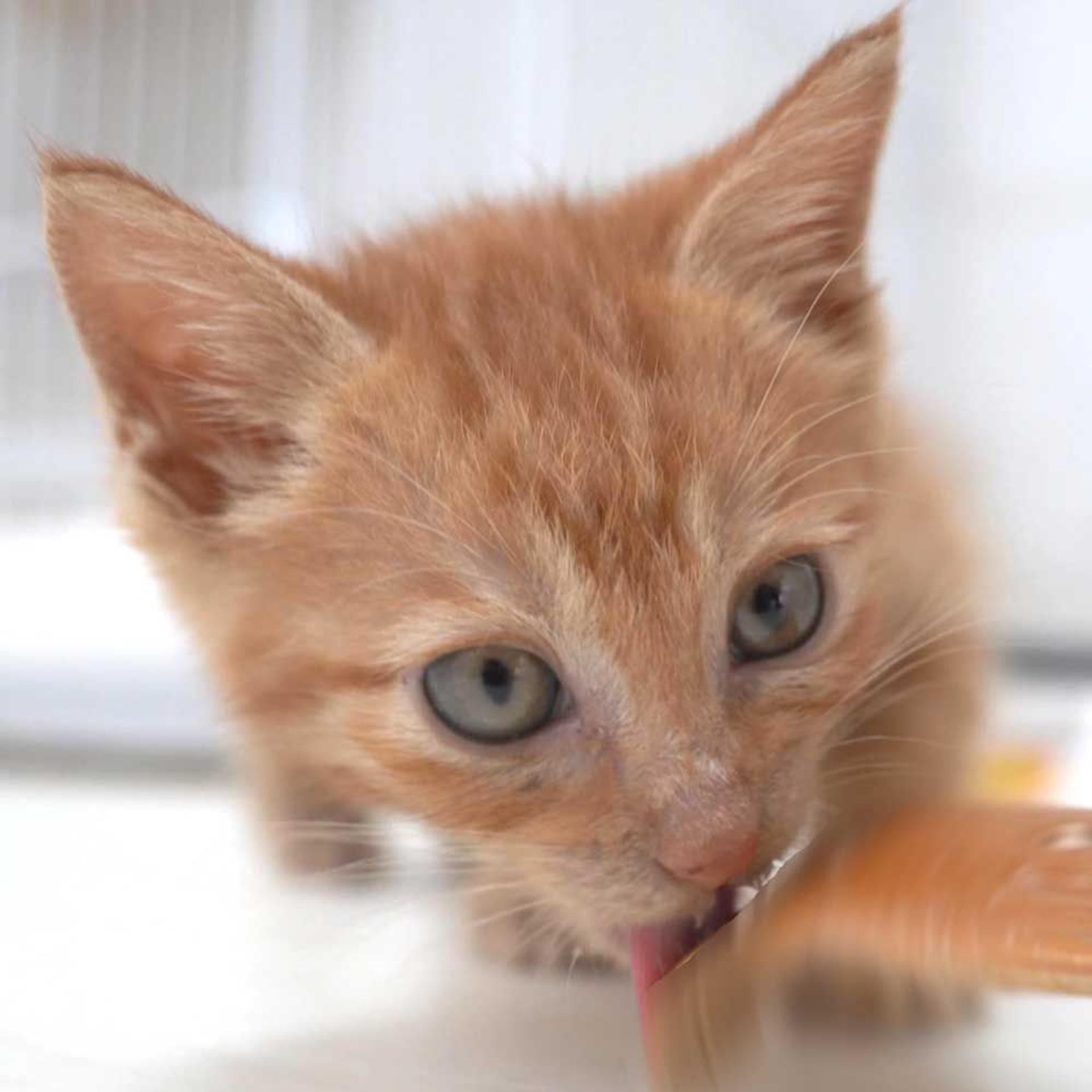 pet-image-10