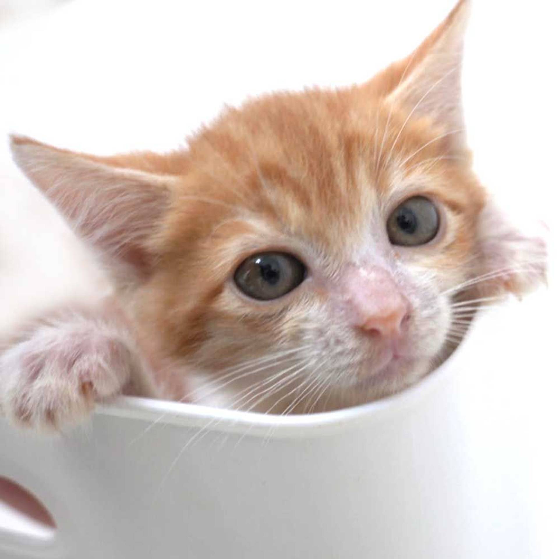 雑種（ミックス猫）・オスの里親募集の写真