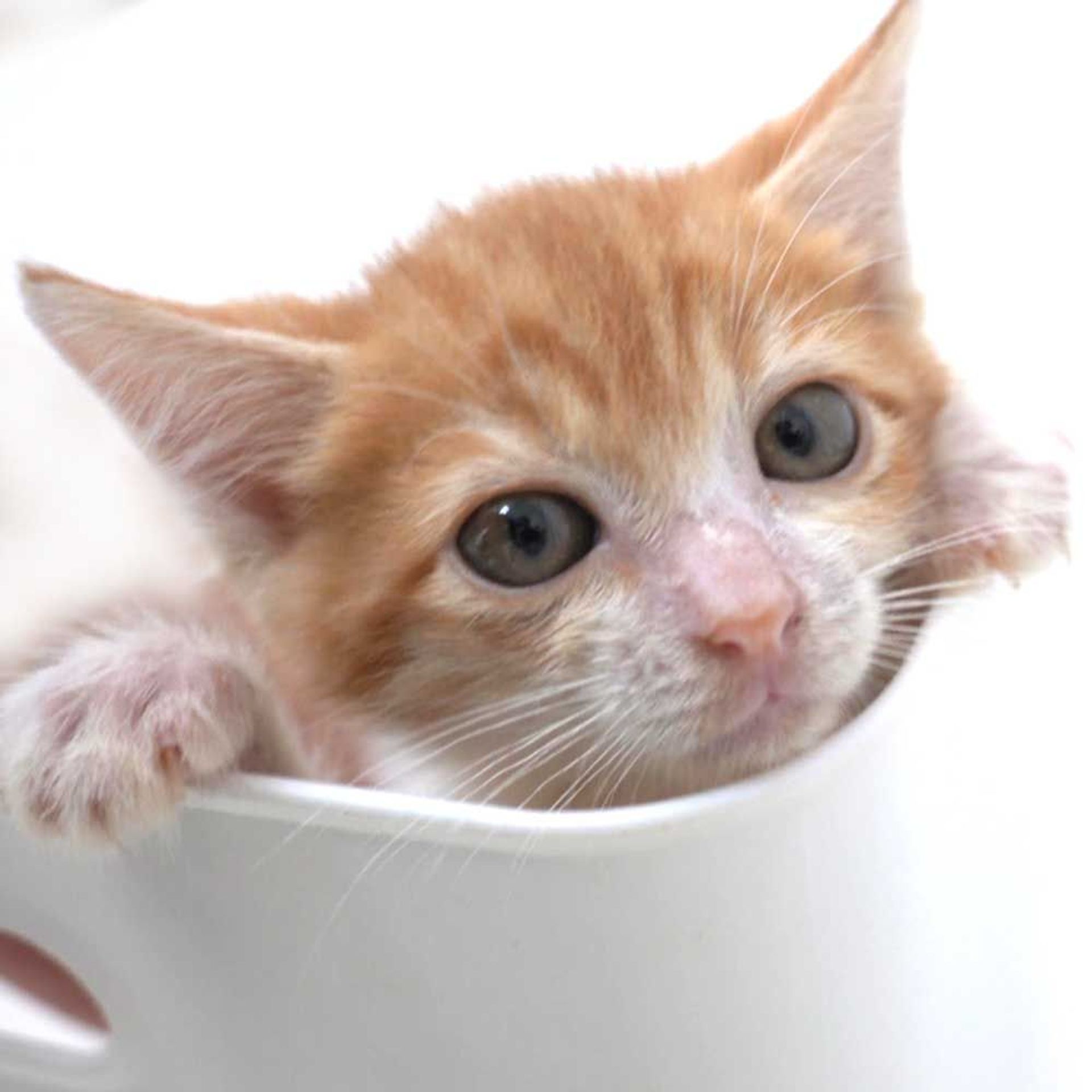 雑種（ミックス猫）・オスの里親募集の写真