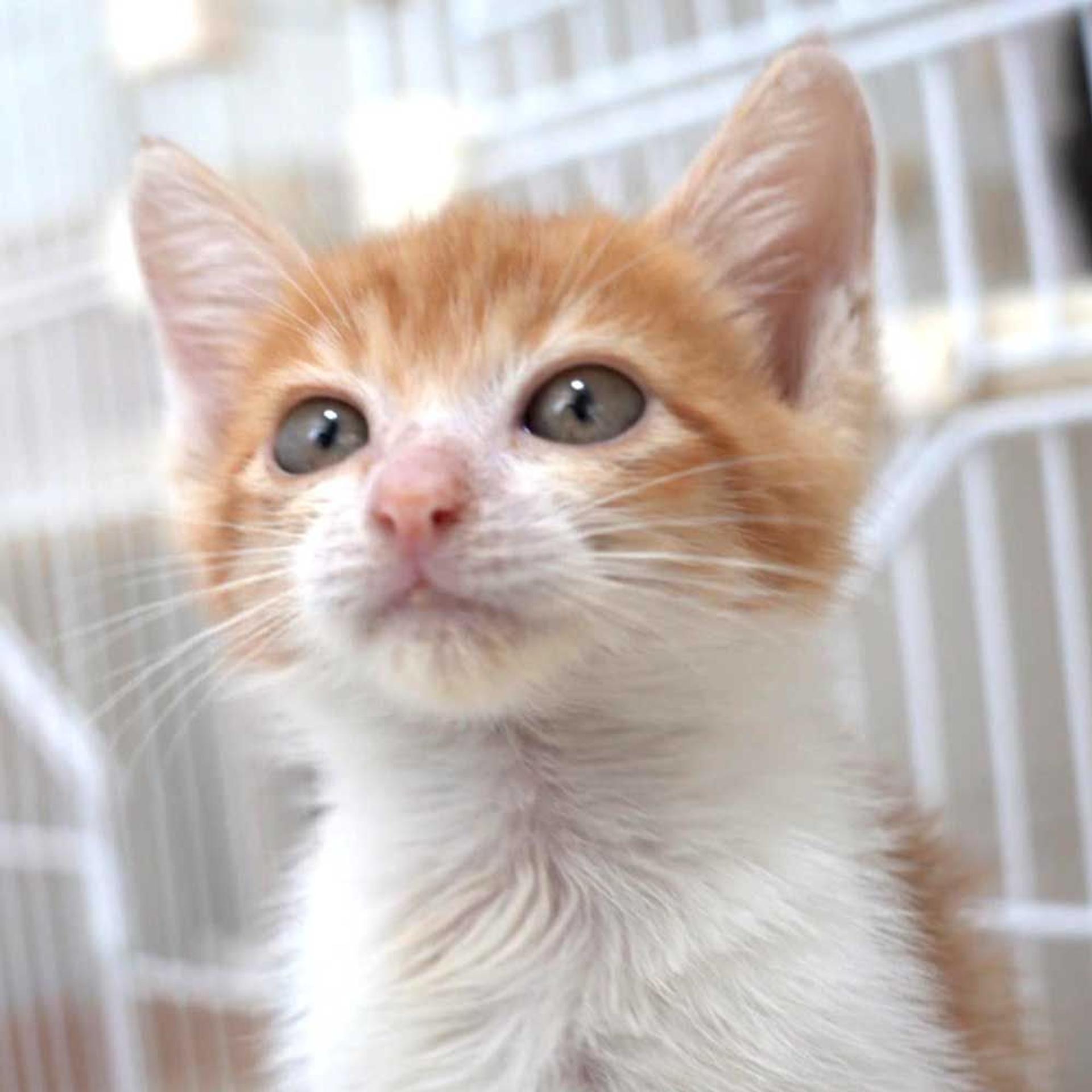 pet-image-2