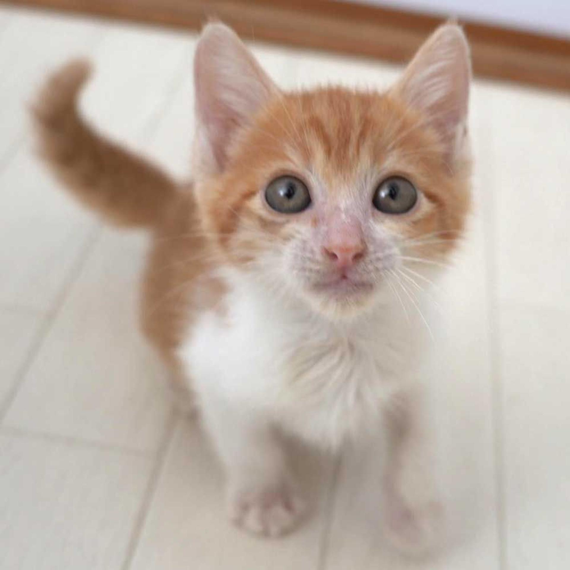 pet-image-3
