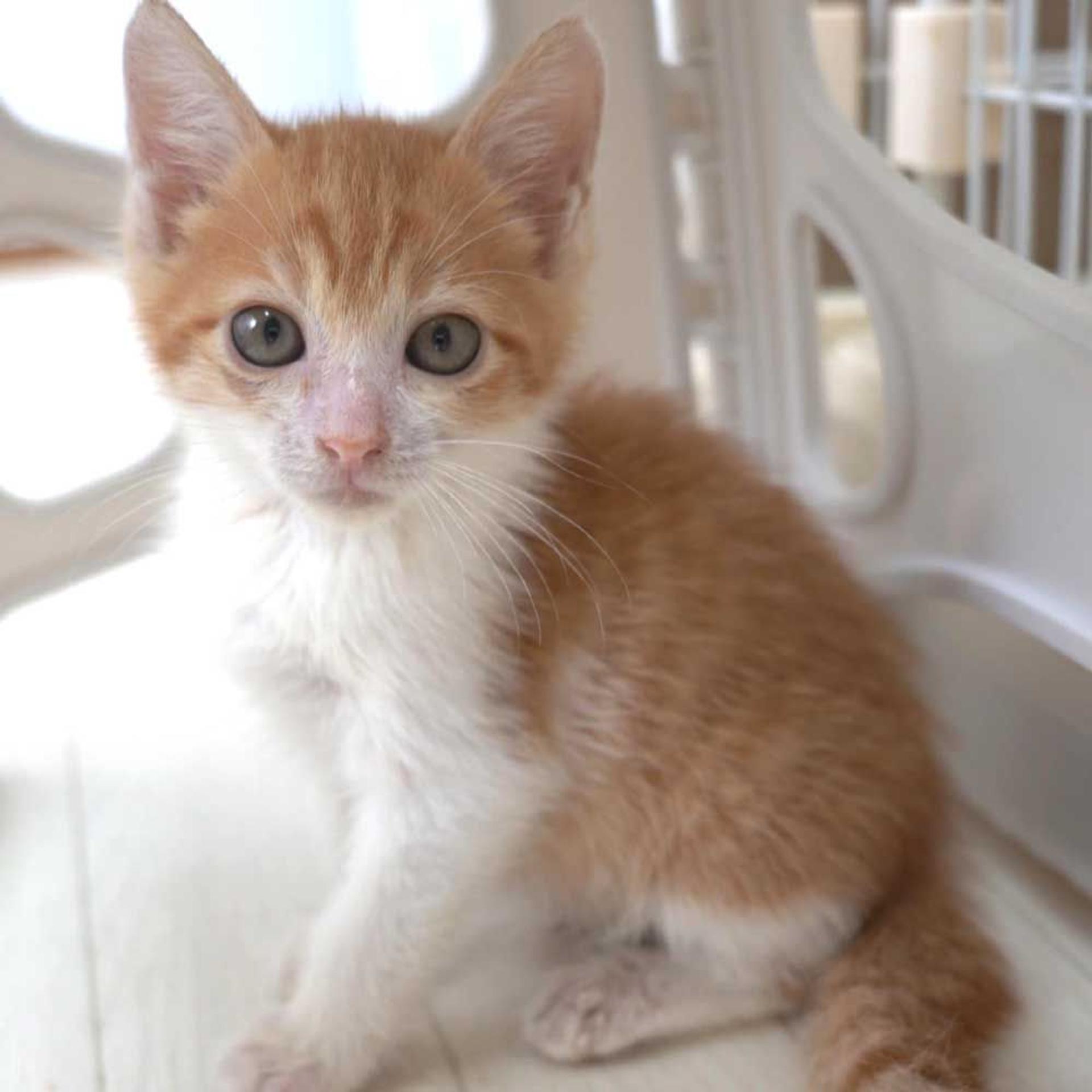 pet-image-4