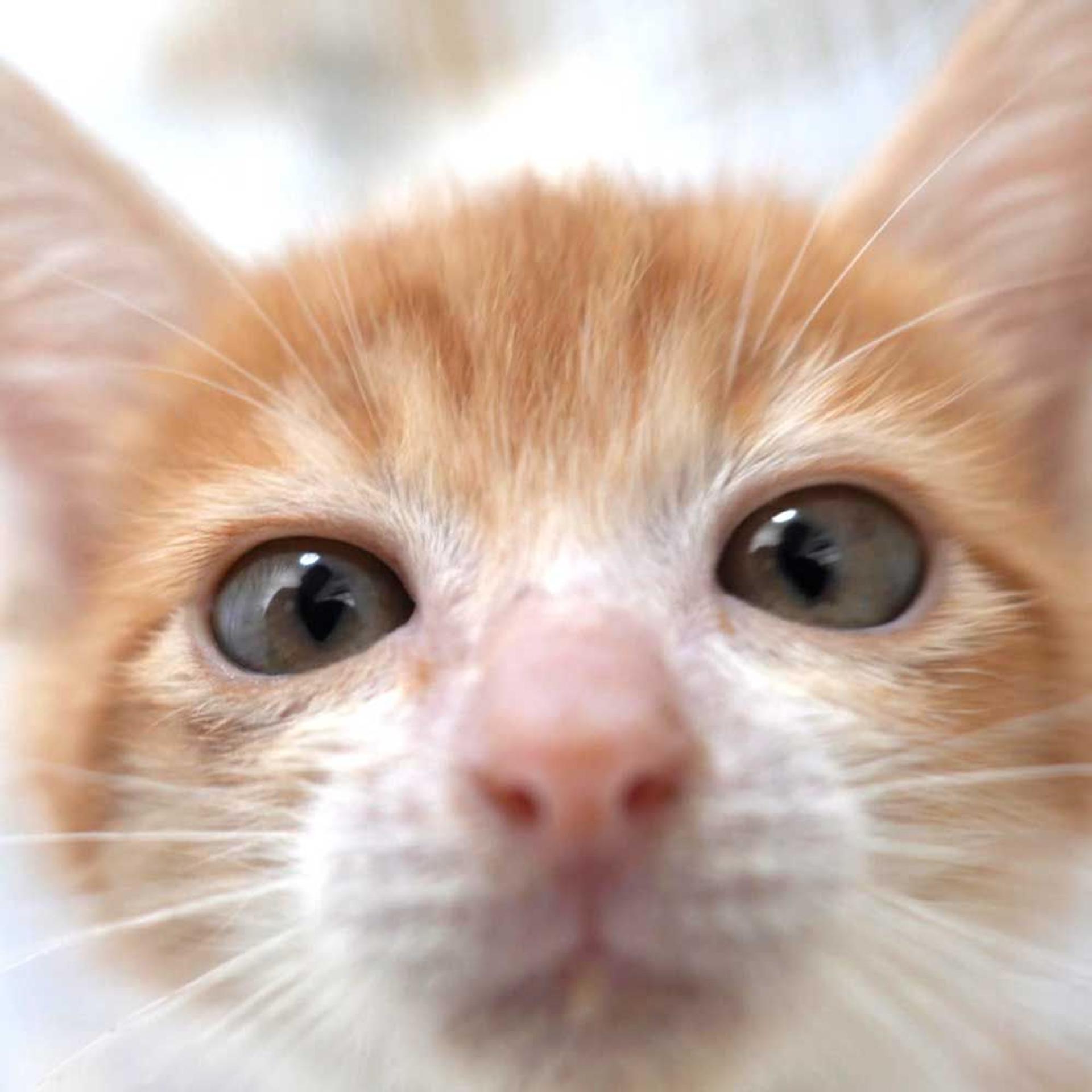 pet-image-5