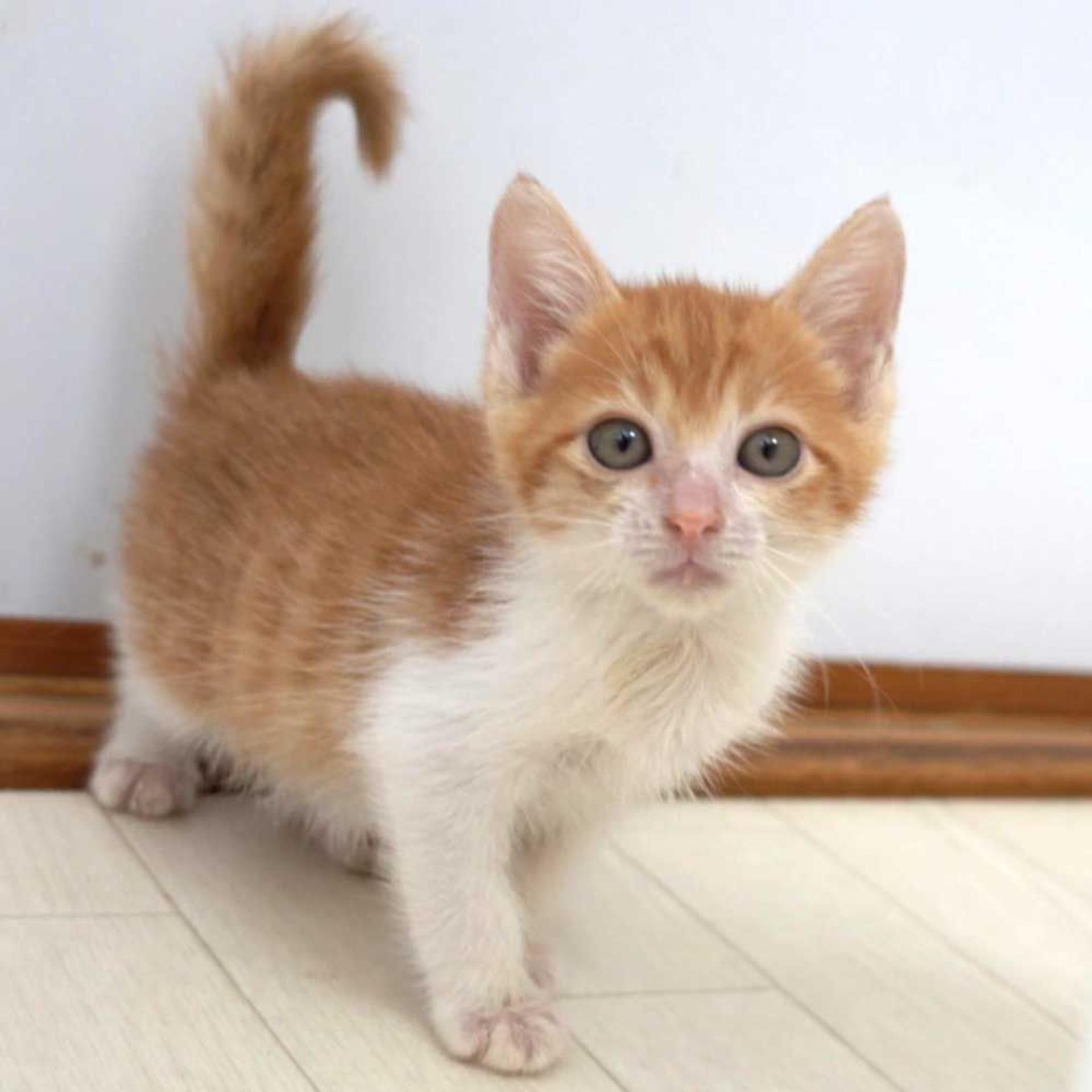 pet-image-6