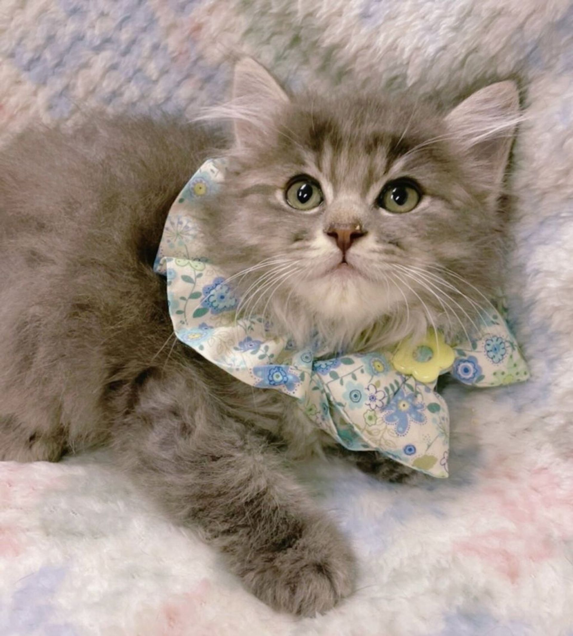 雑種（ミックス猫）・オスの里親募集の写真