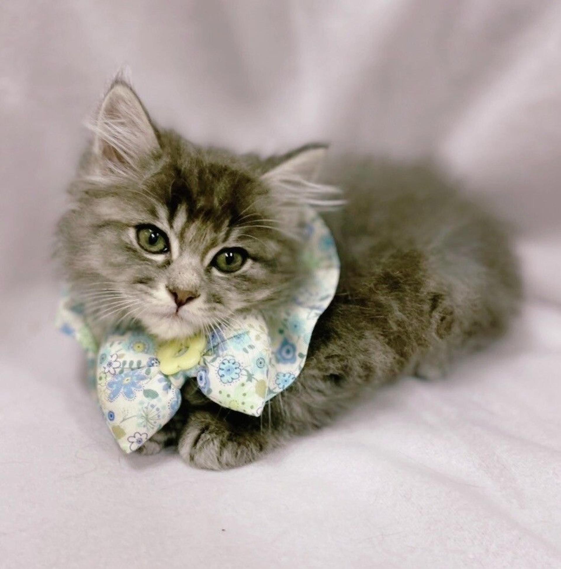 pet-image-3