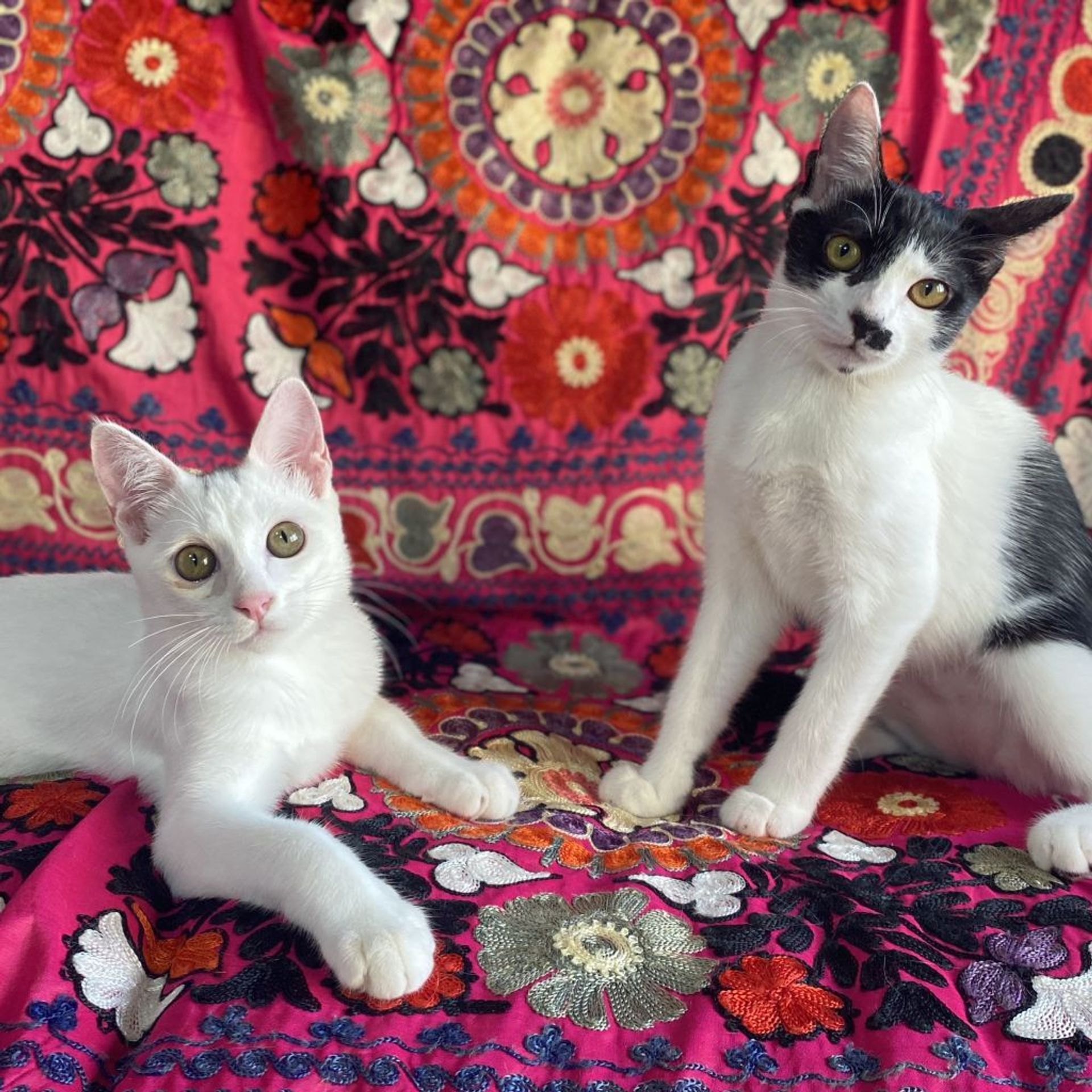 雑種（ミックス猫）・メスの里親募集の写真