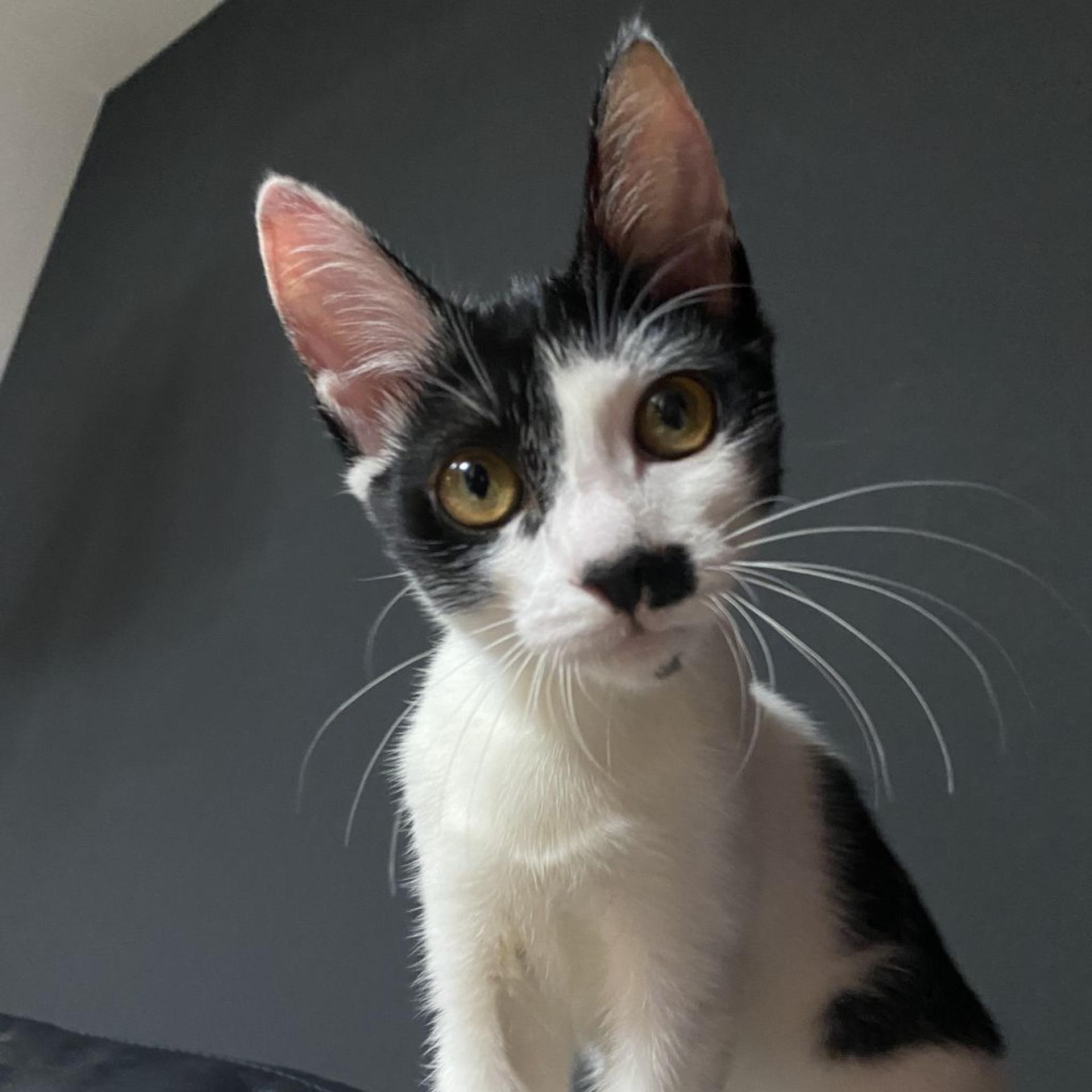 pet-image-4