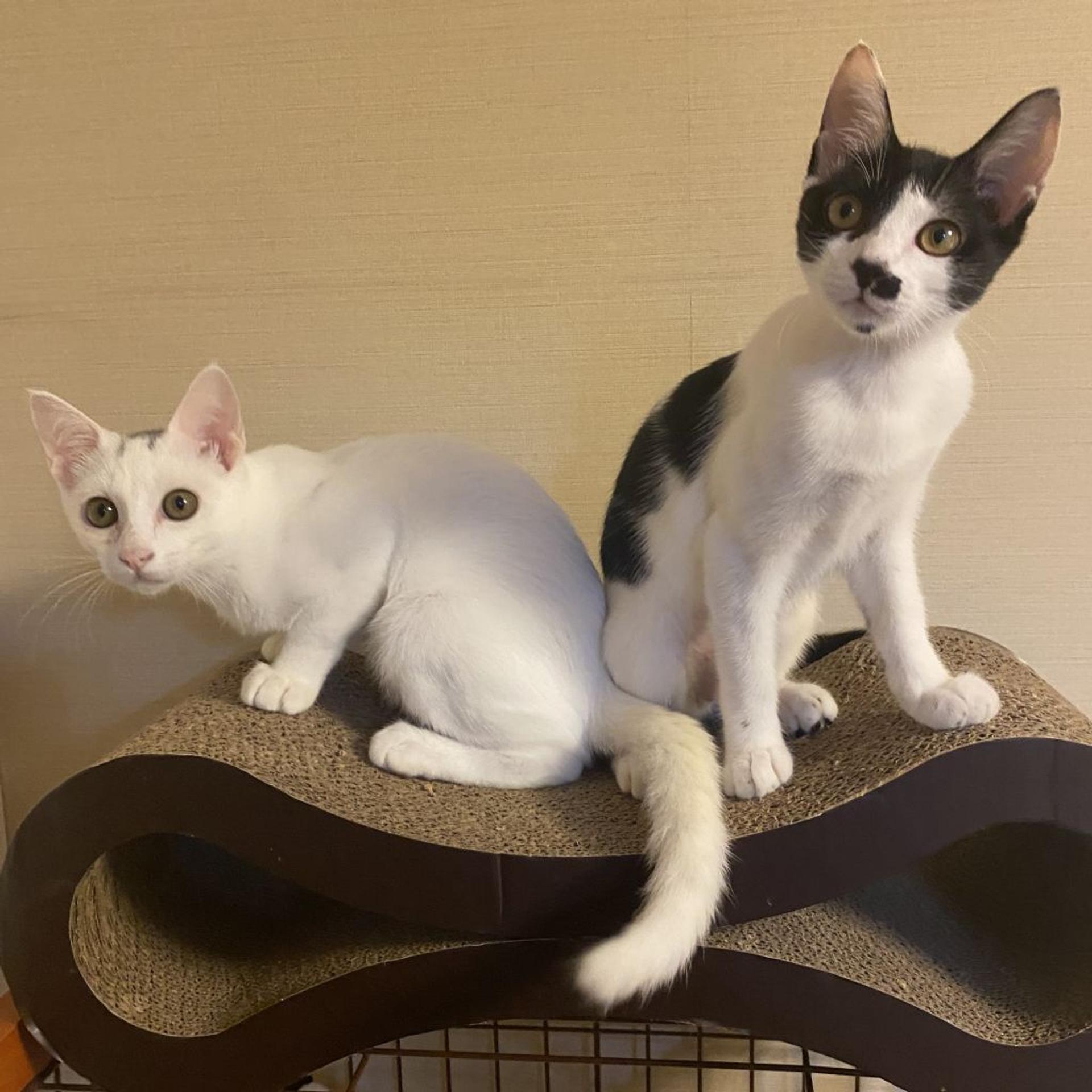 pet-image-5