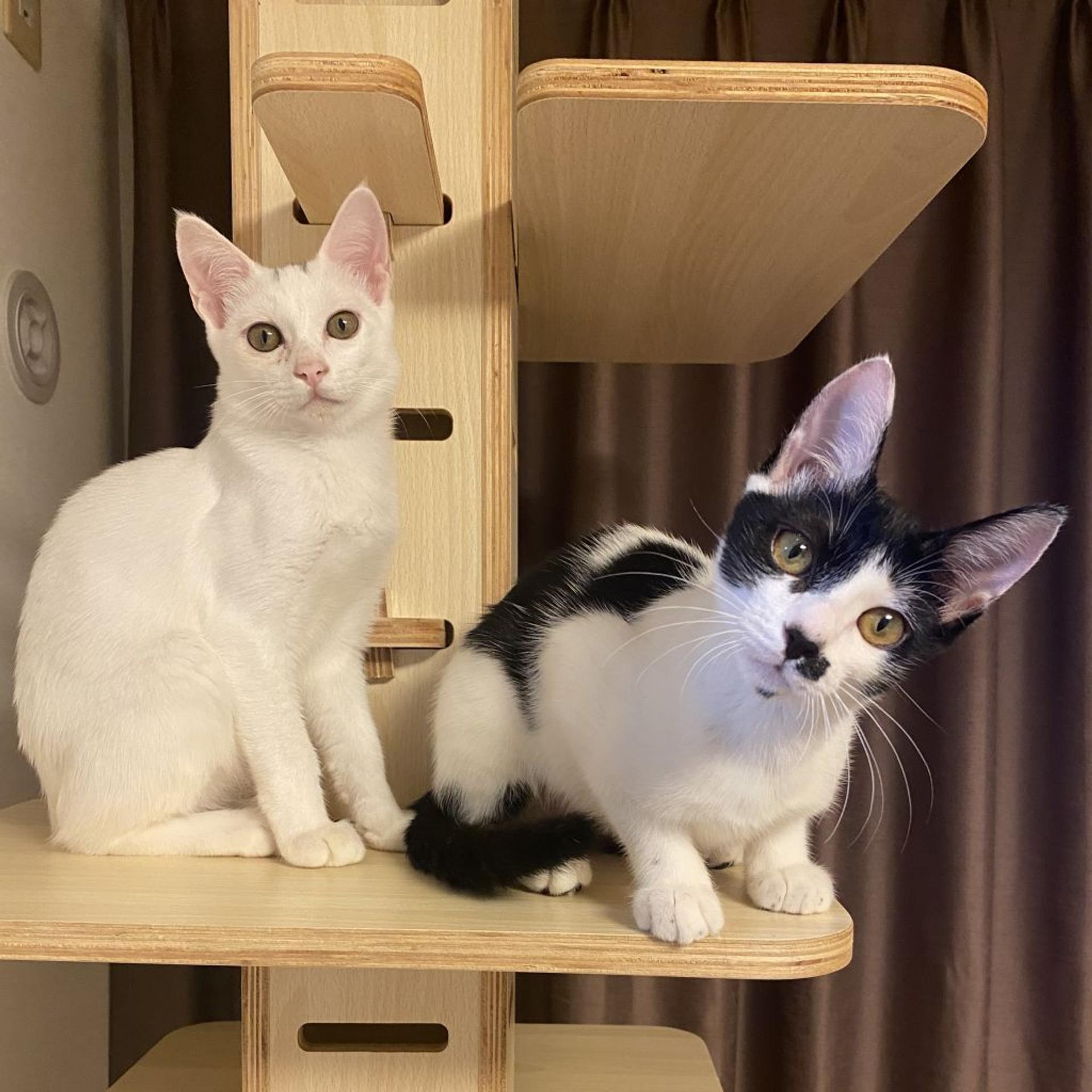 pet-image-8
