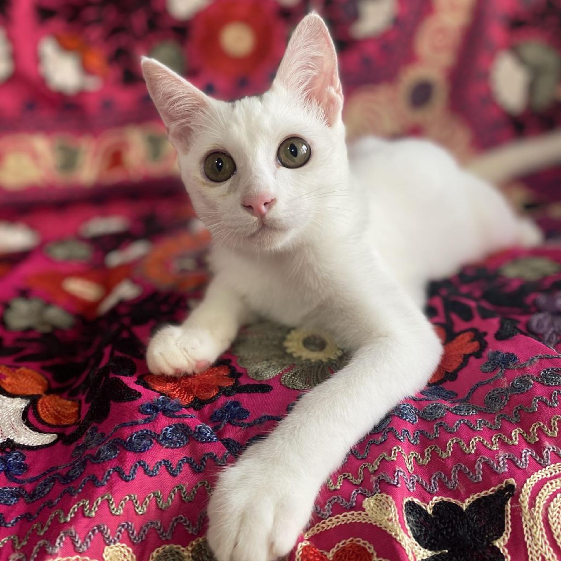 pet-image-9