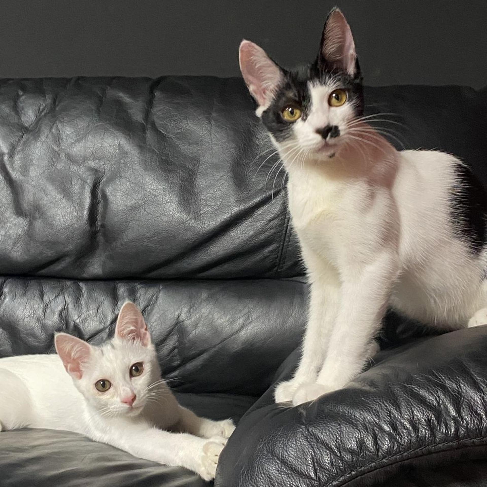 pet-image-2