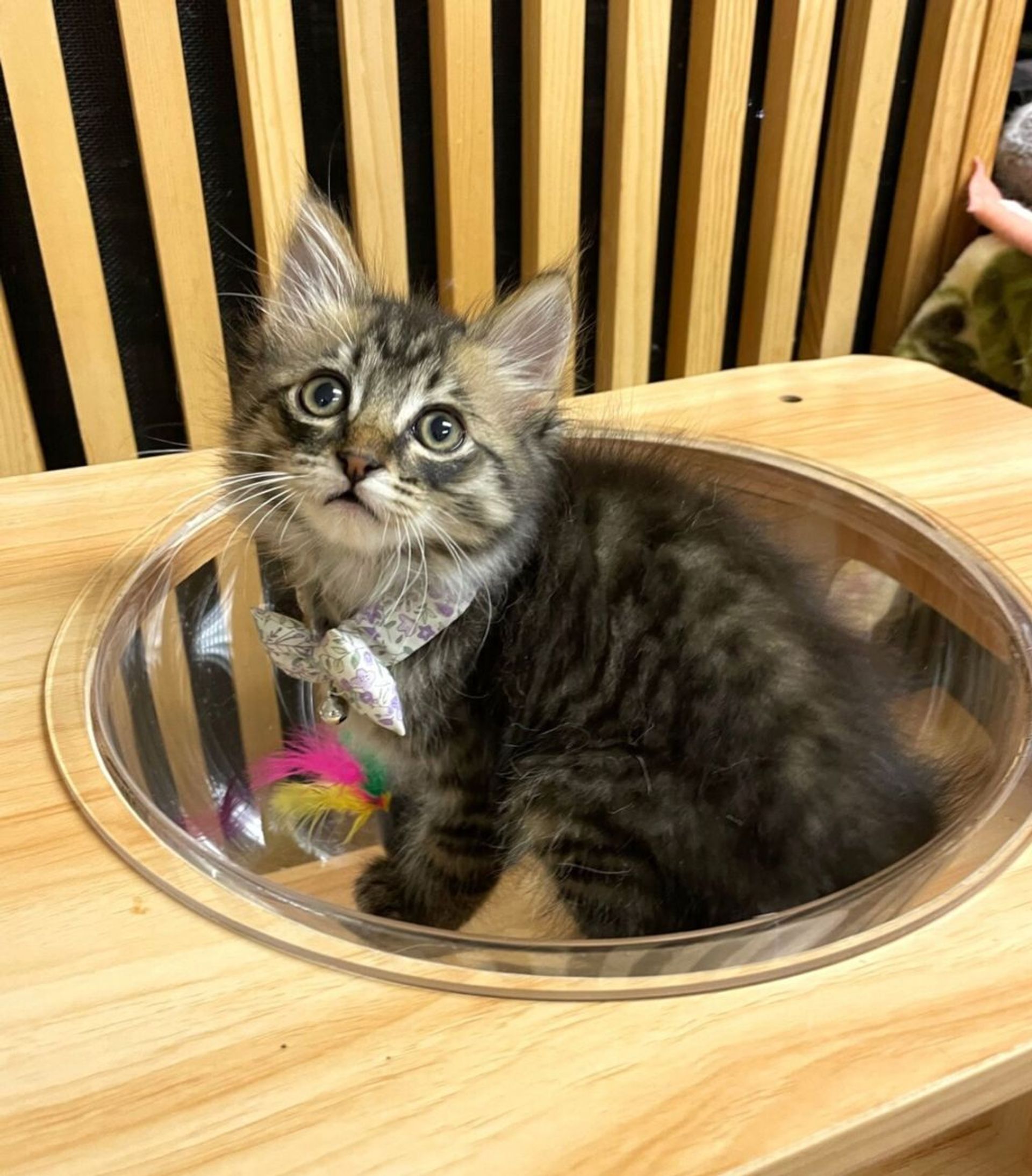 雑種（ミックス猫）・オスの里親募集の写真