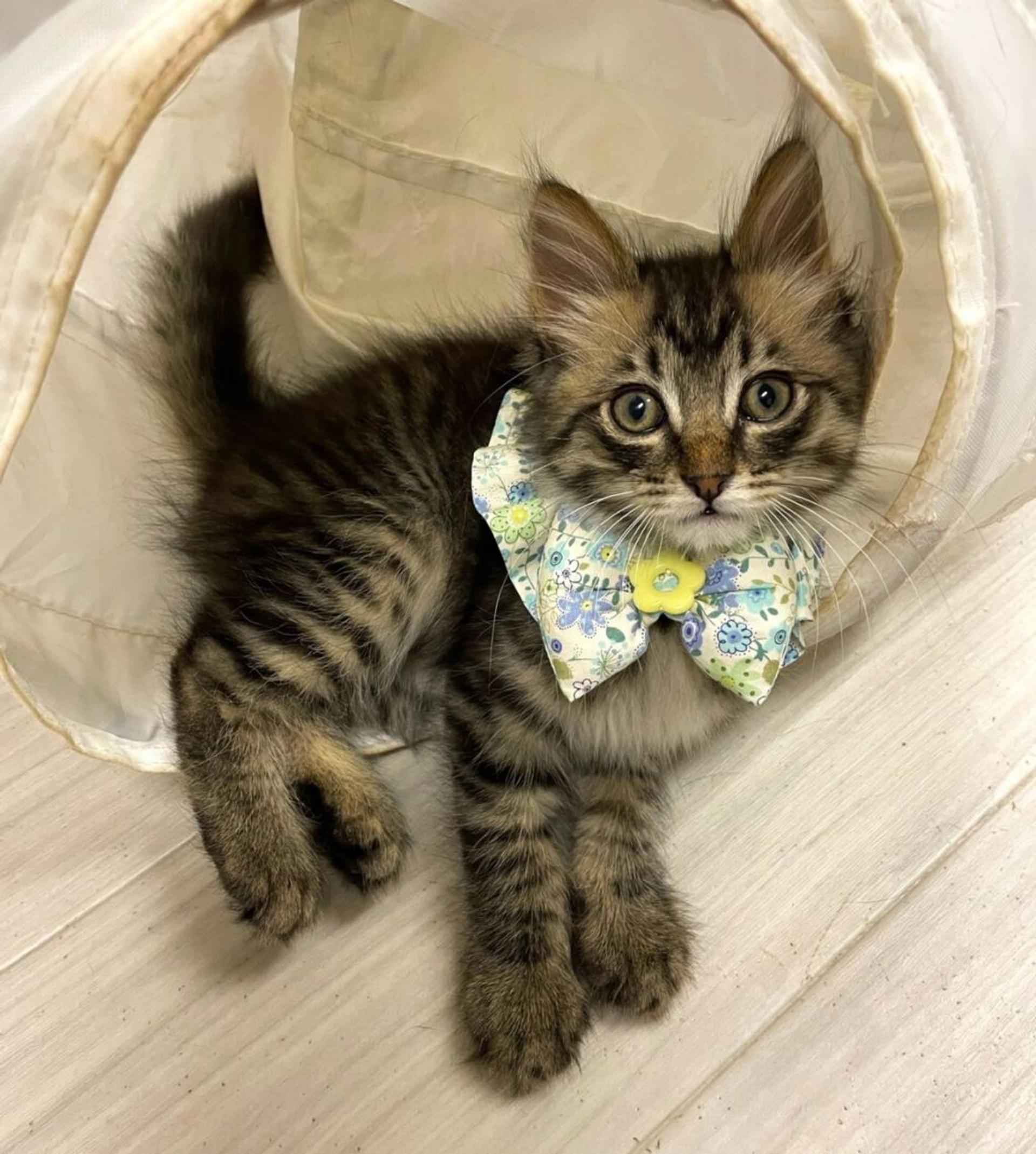 pet-image-2