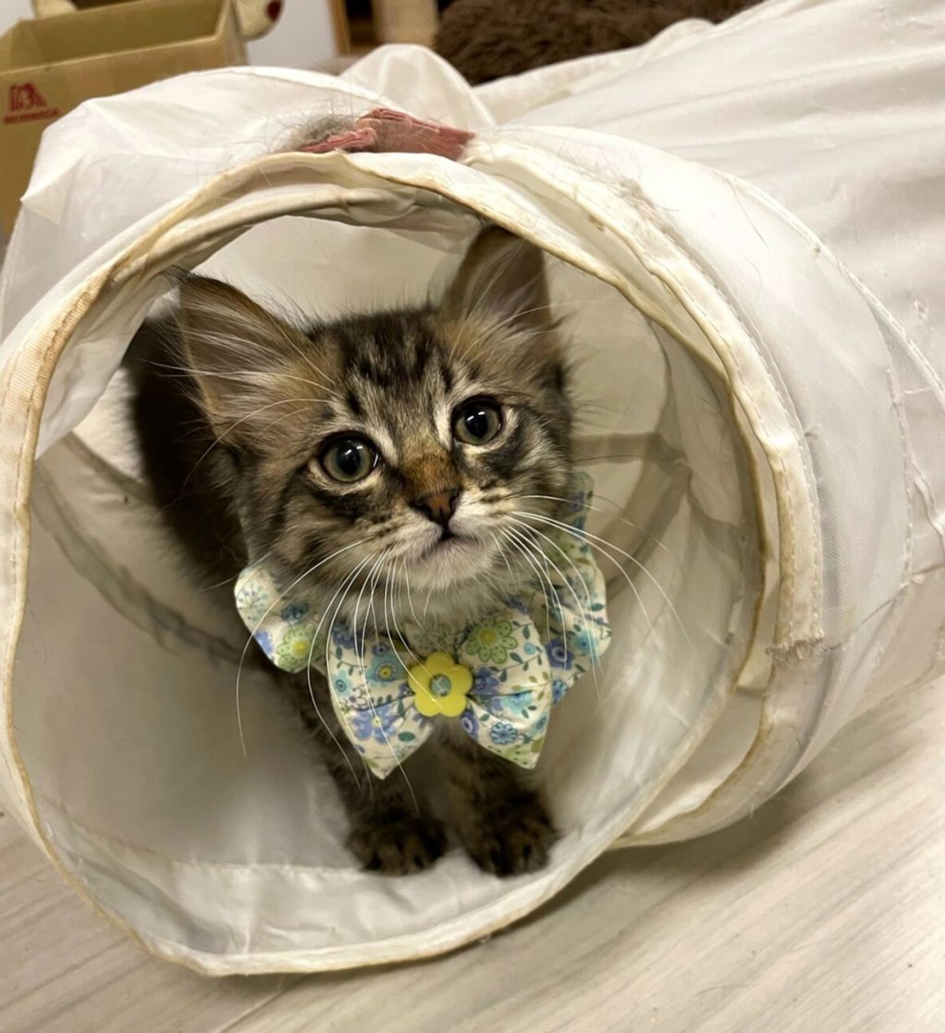 pet-image-3