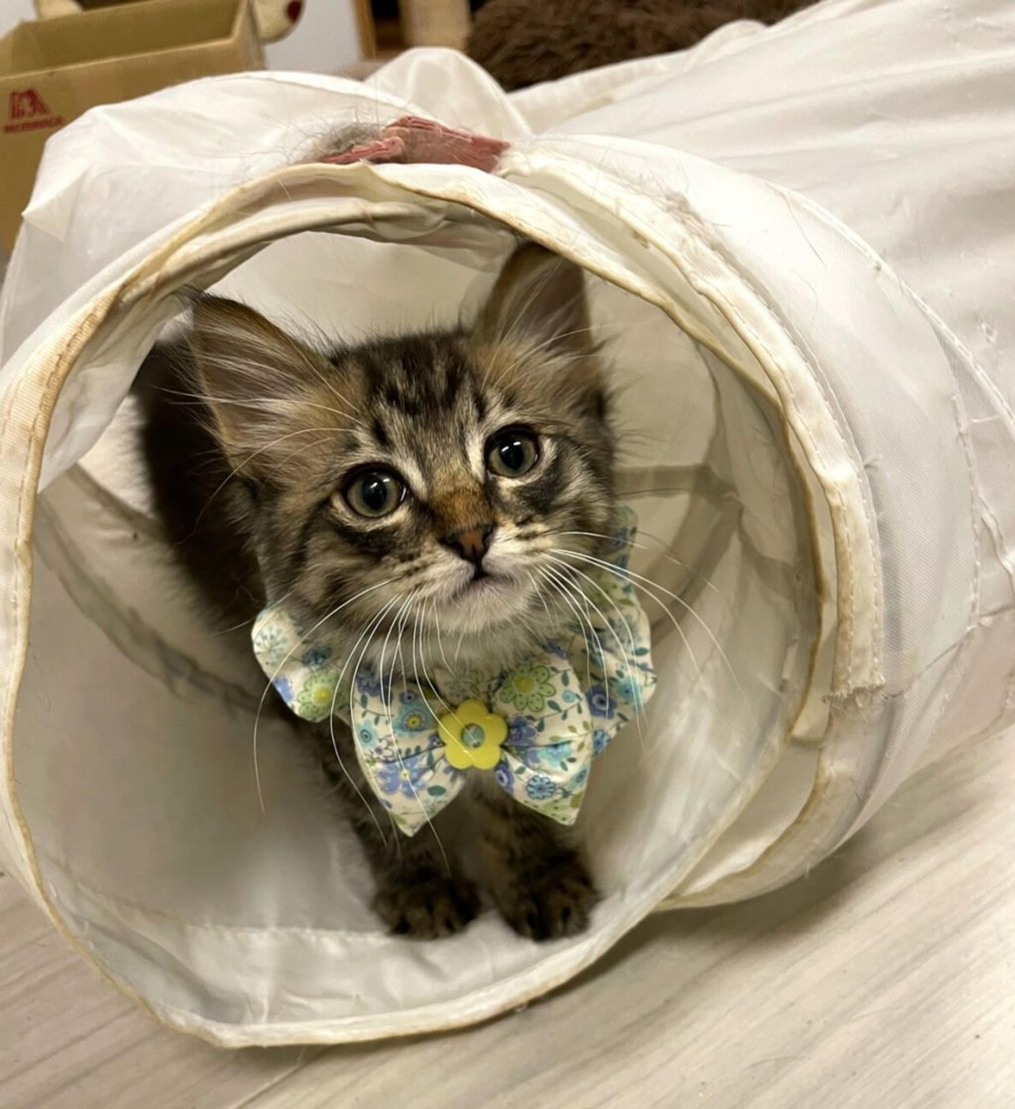 pet-image-3