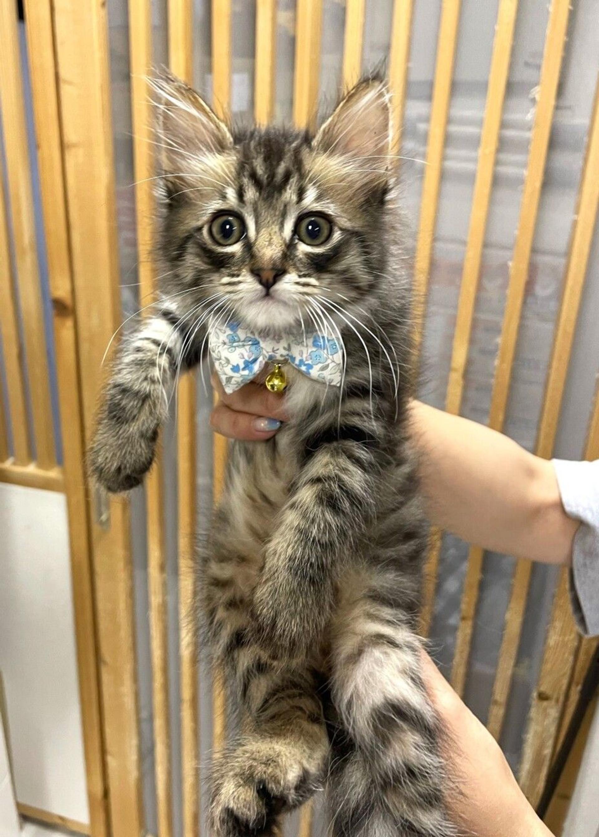 pet-image-4