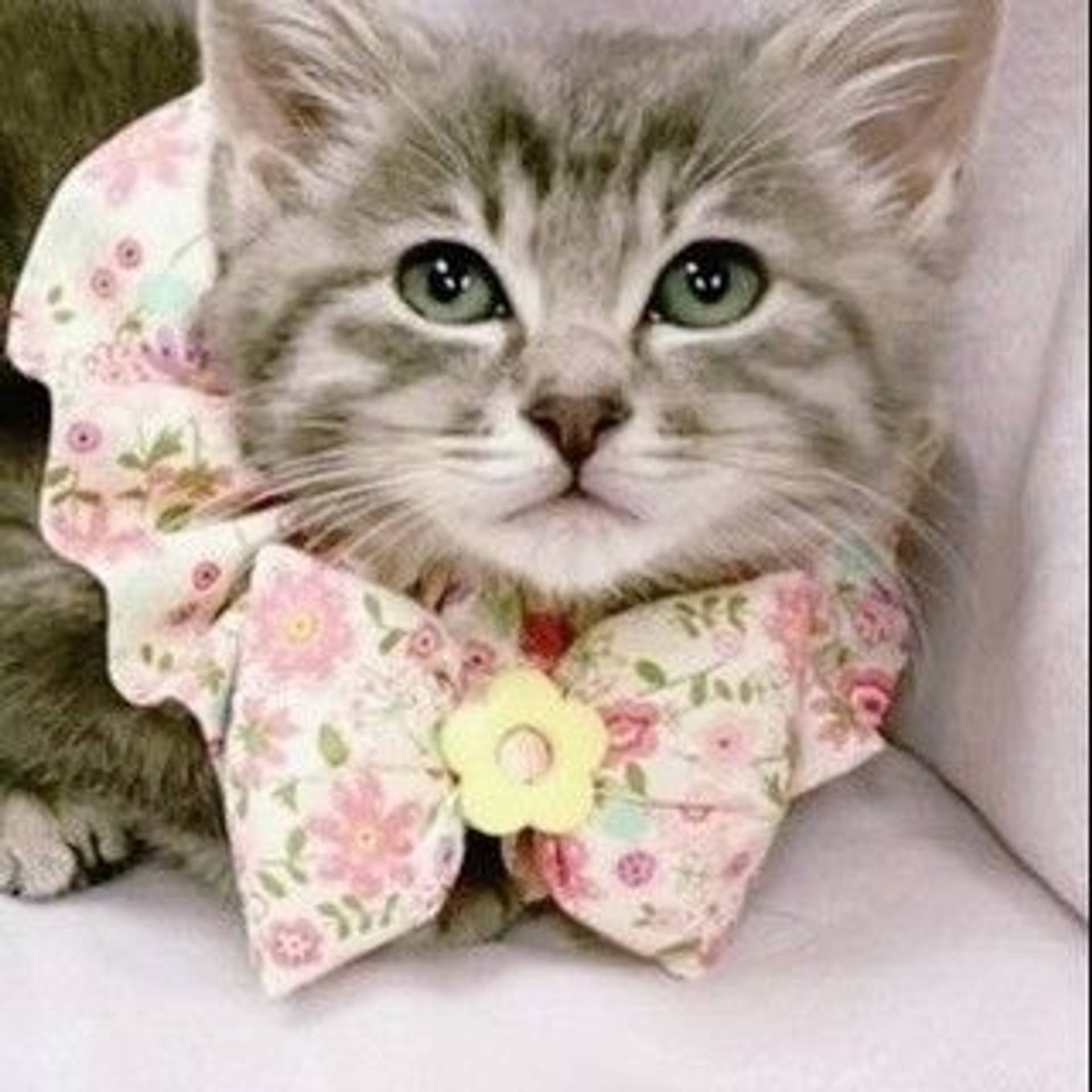 雑種（ミックス猫）・メスの里親募集の写真