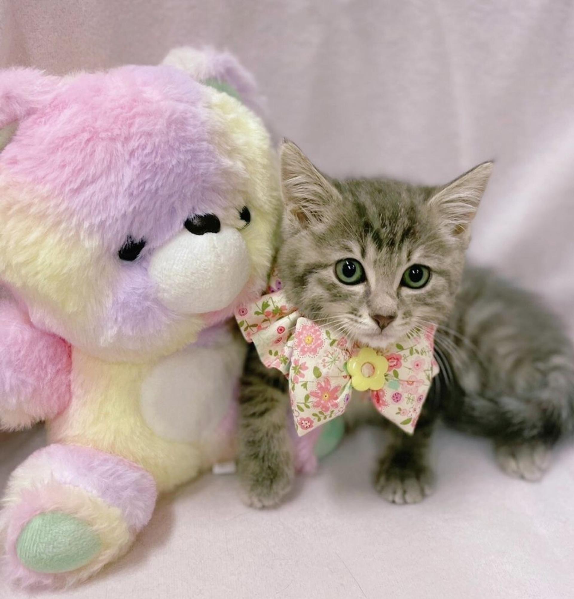 pet-image-2