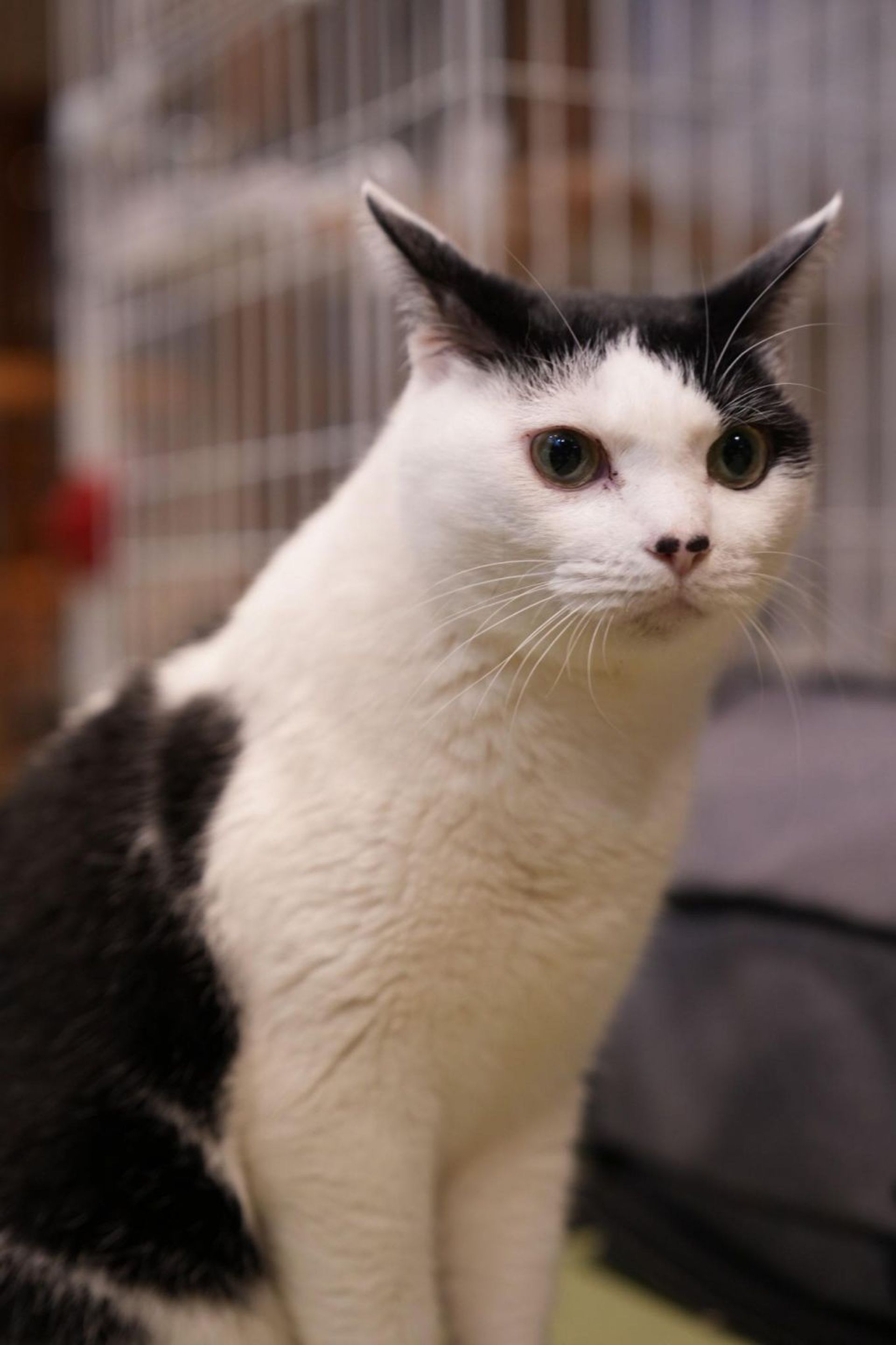 雑種（ミックス猫）・オスの里親募集の写真