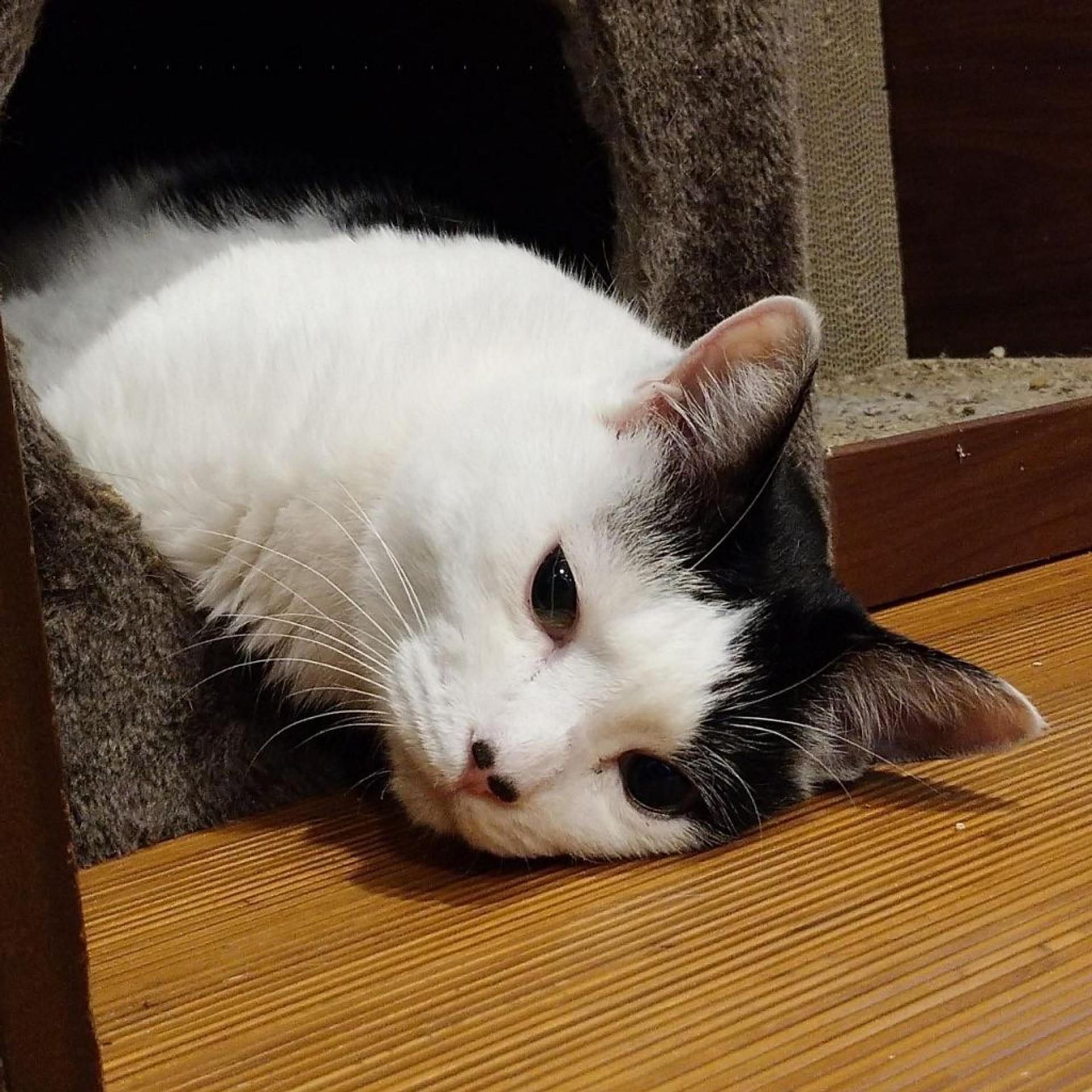 pet-image-2