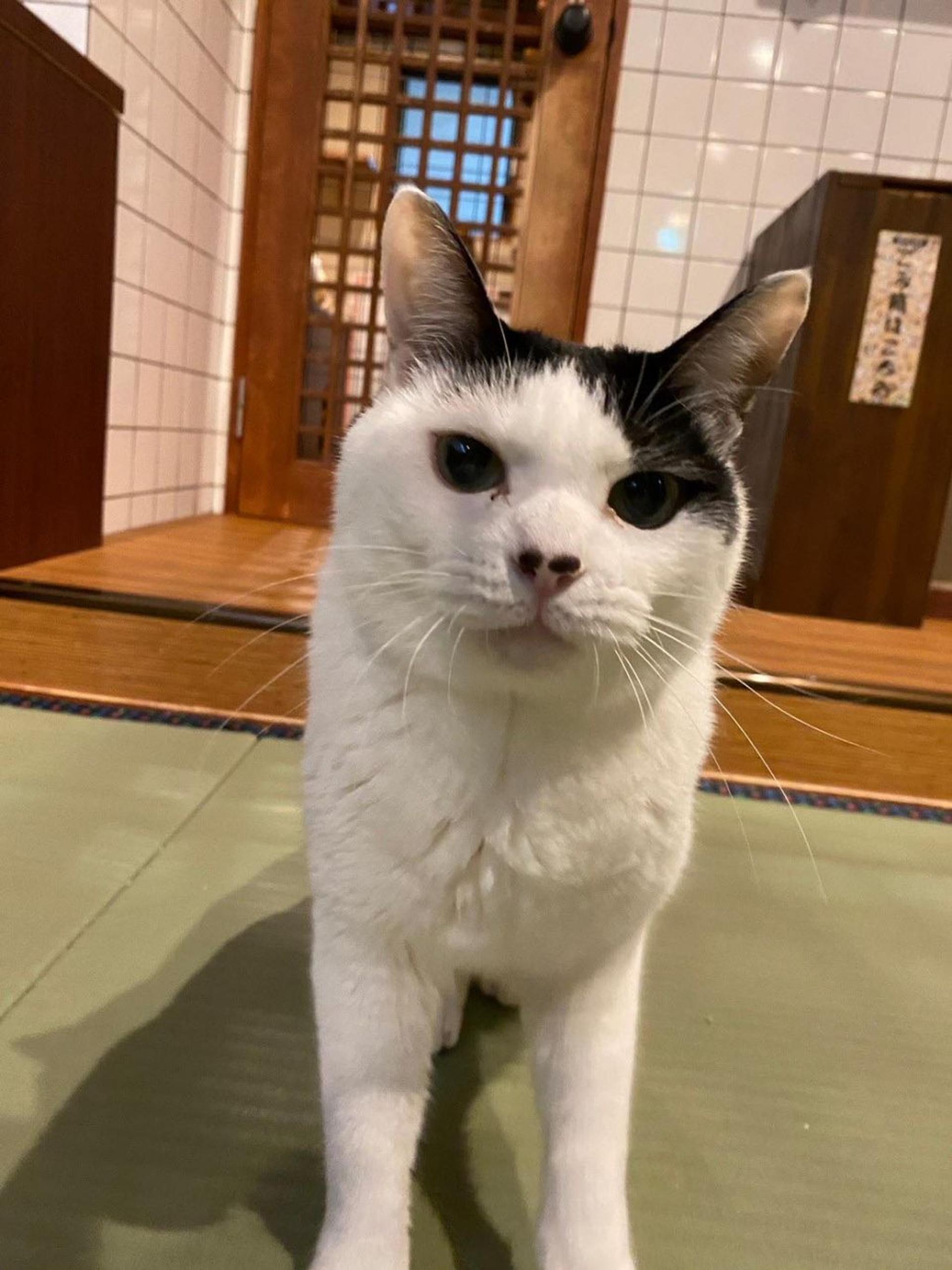pet-image-4