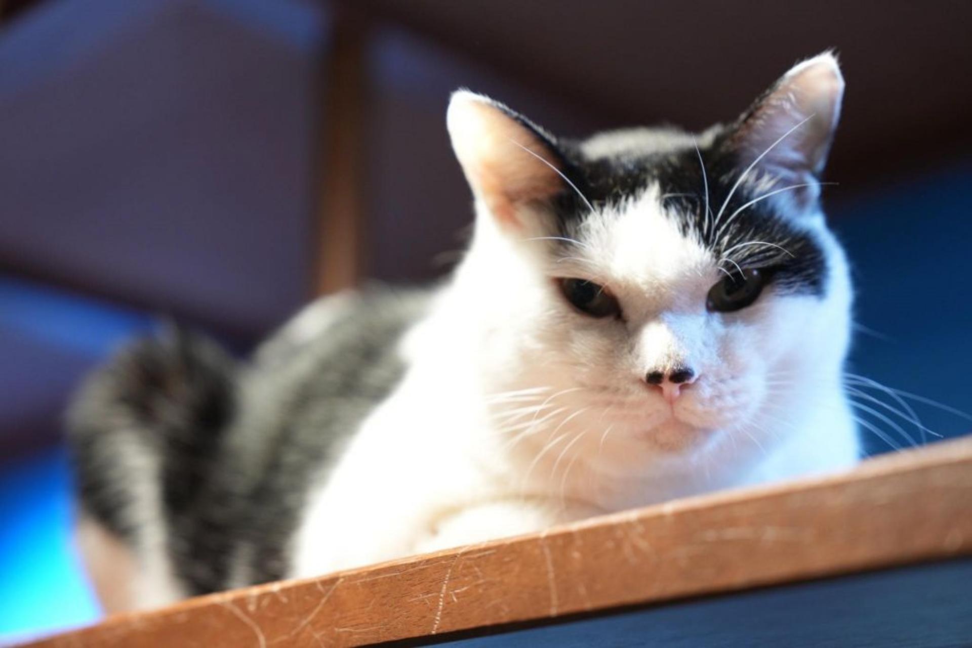 pet-image-5