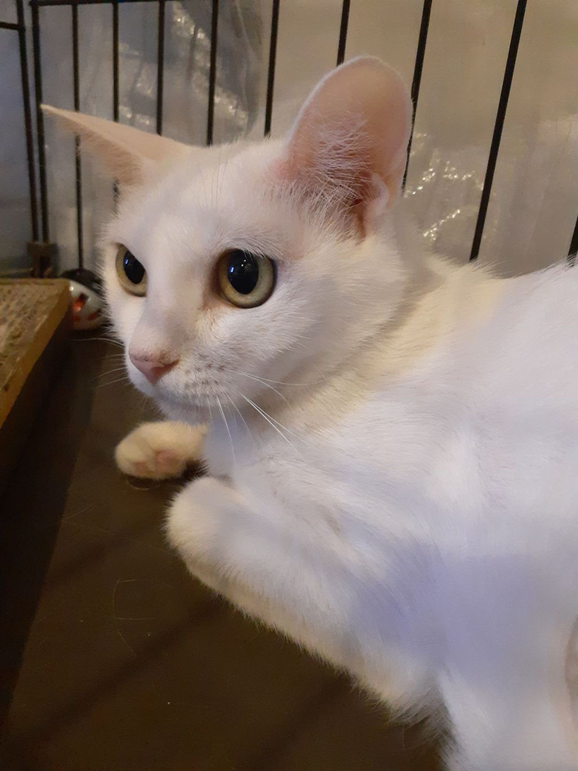 雑種（ミックス猫）・メスの里親募集の写真