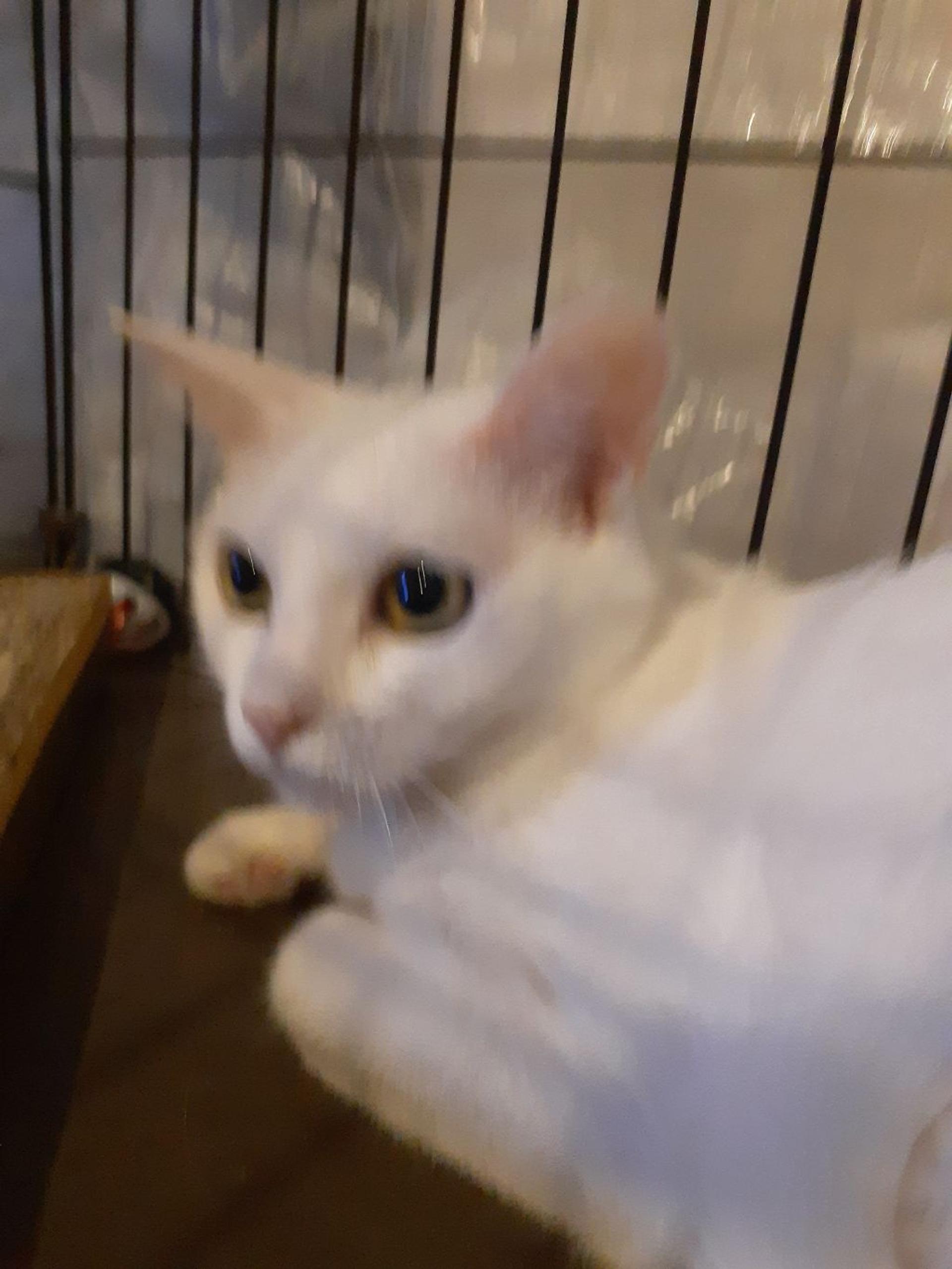 pet-image-2