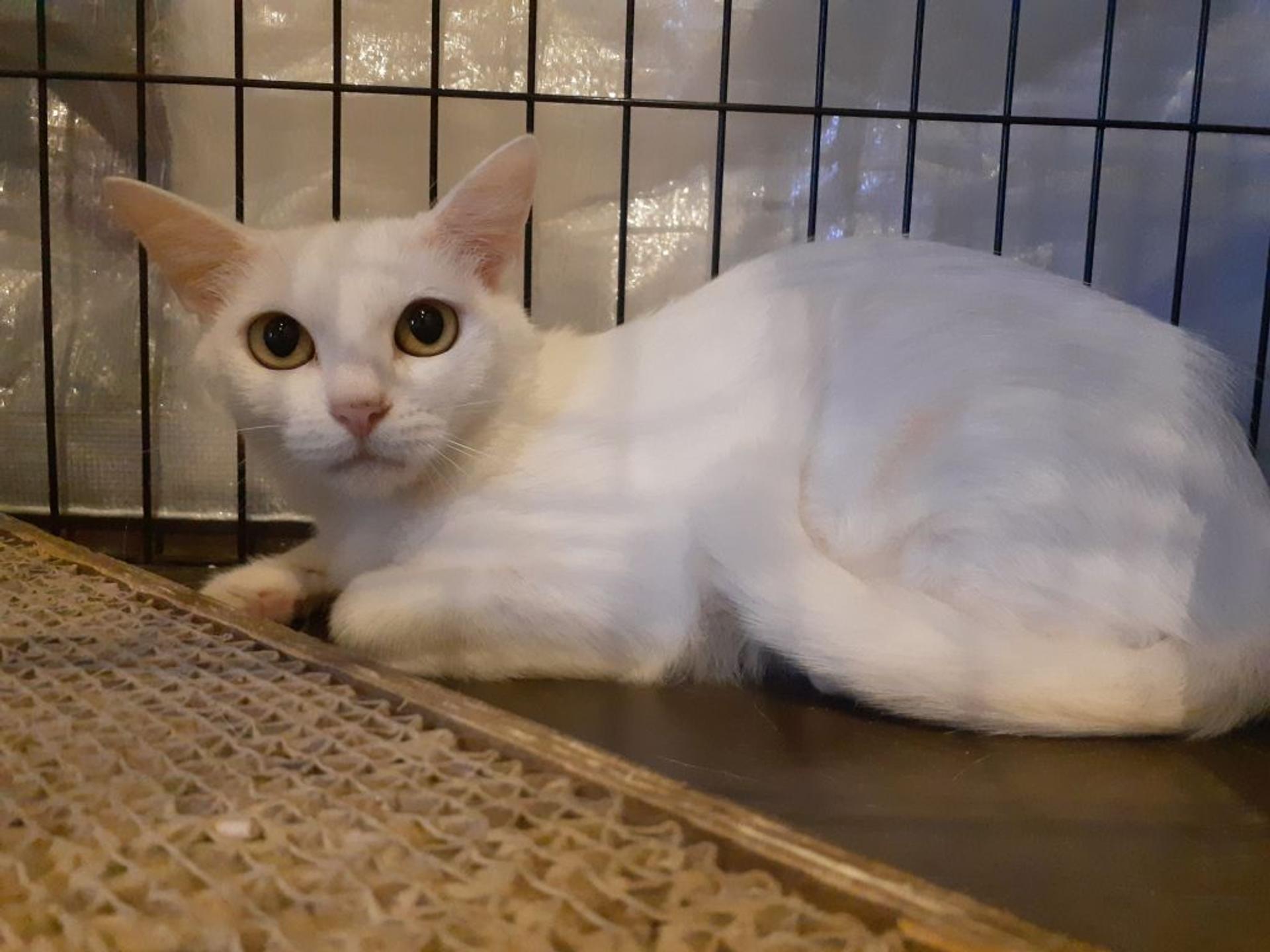 pet-image-3