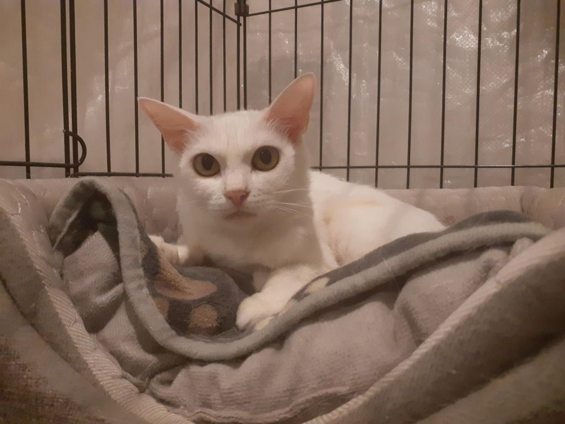 pet-image-4