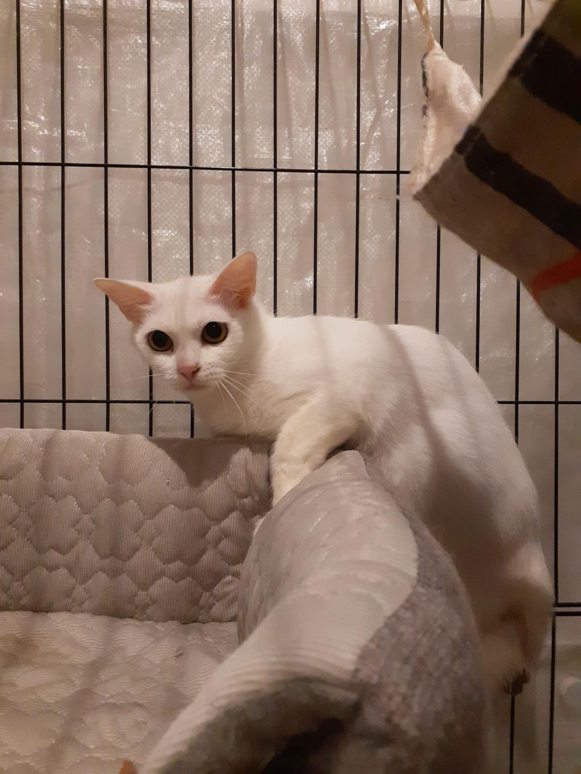 pet-image-5