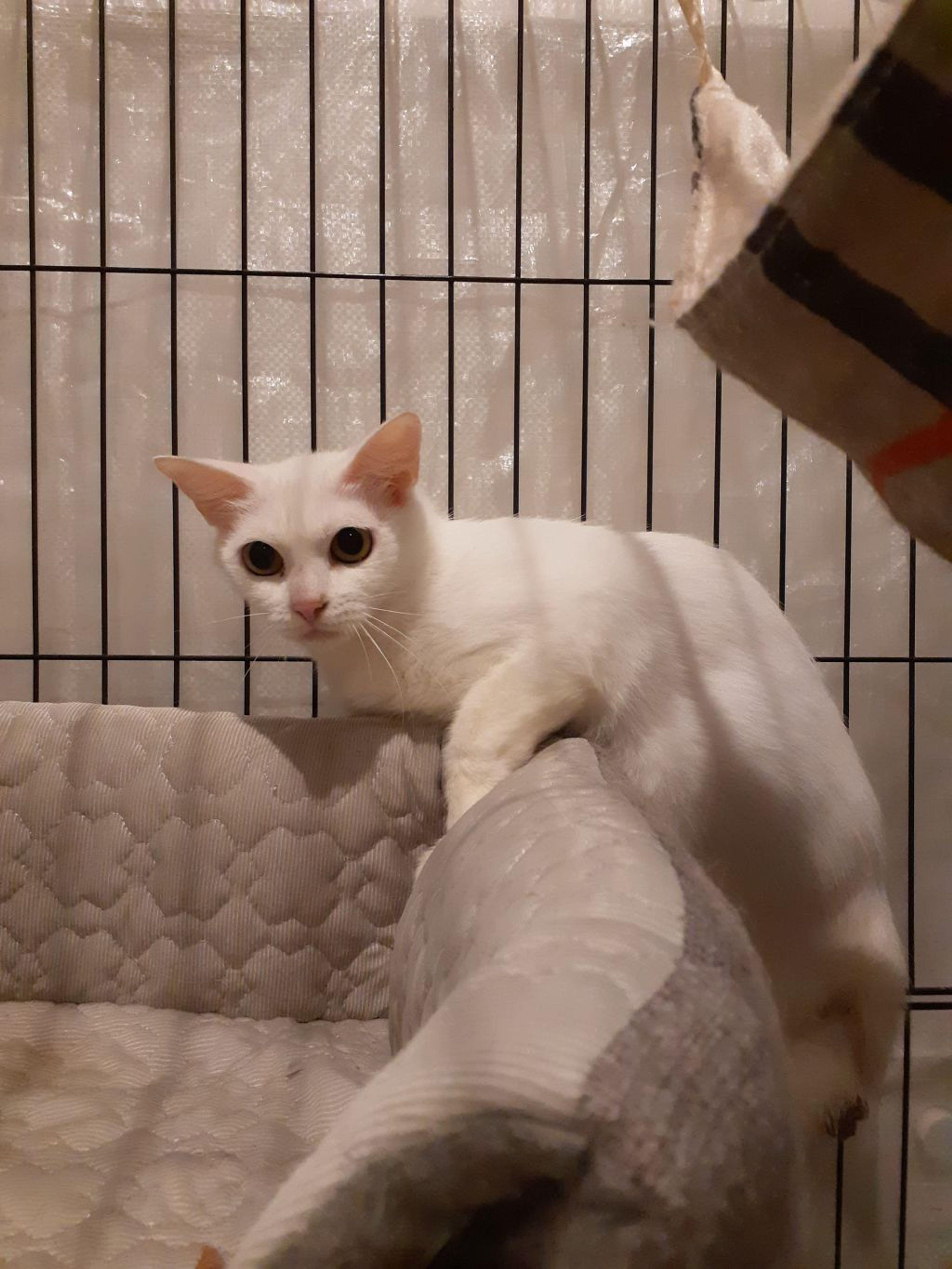 pet-image-5