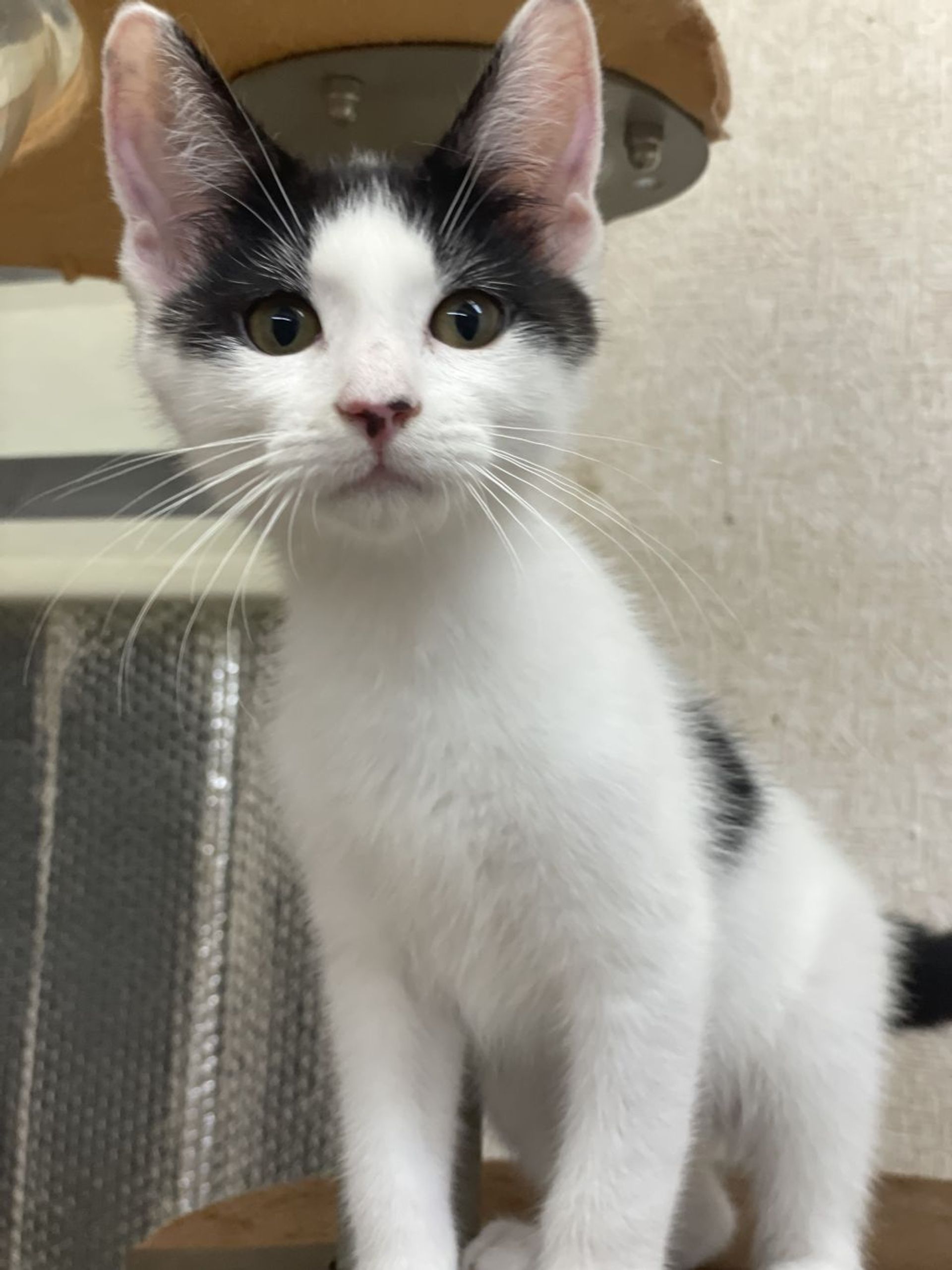 雑種（ミックス猫）・オスの里親募集の写真