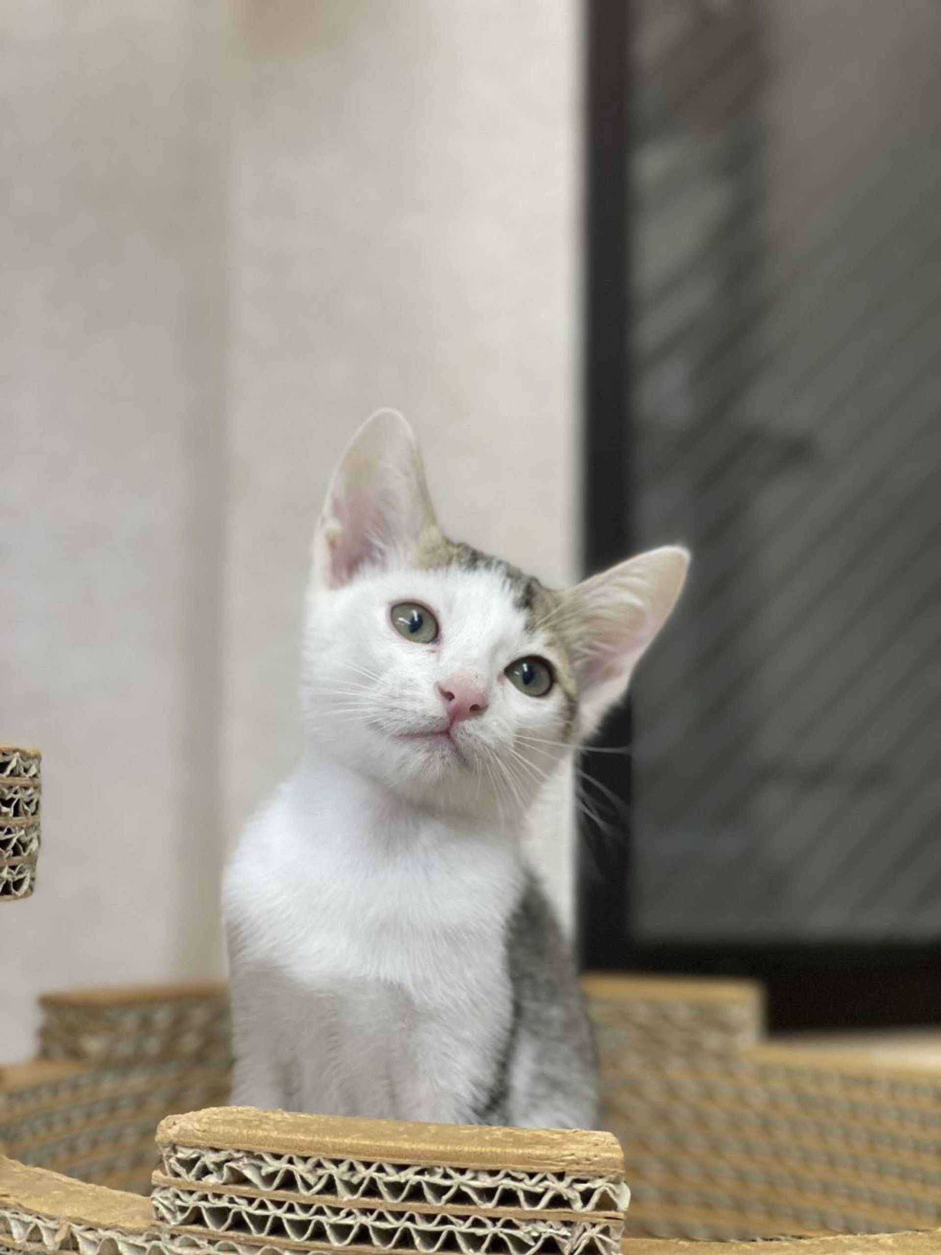 雑種（ミックス猫）・オスの里親募集の写真