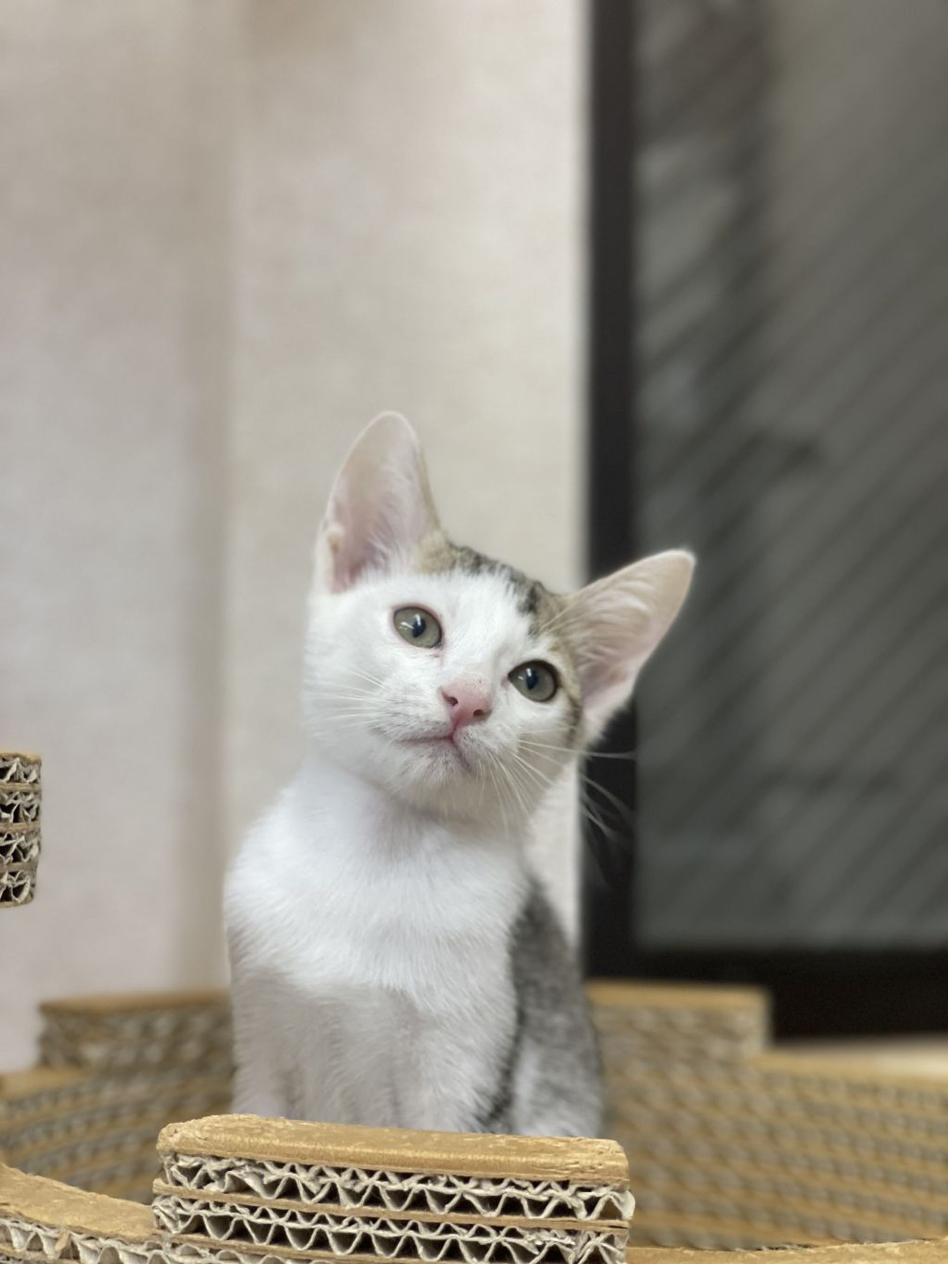 雑種（ミックス猫）・オスの里親募集の写真