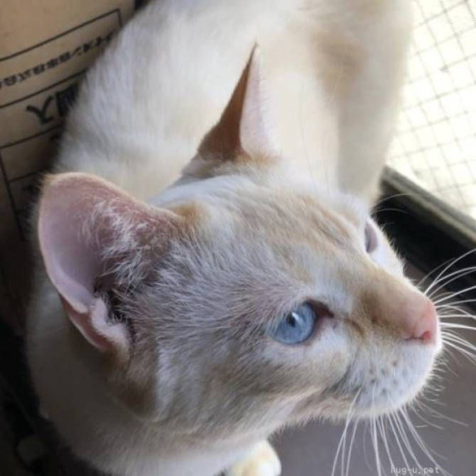 雑種（ミックス猫）・オスの里親募集の写真