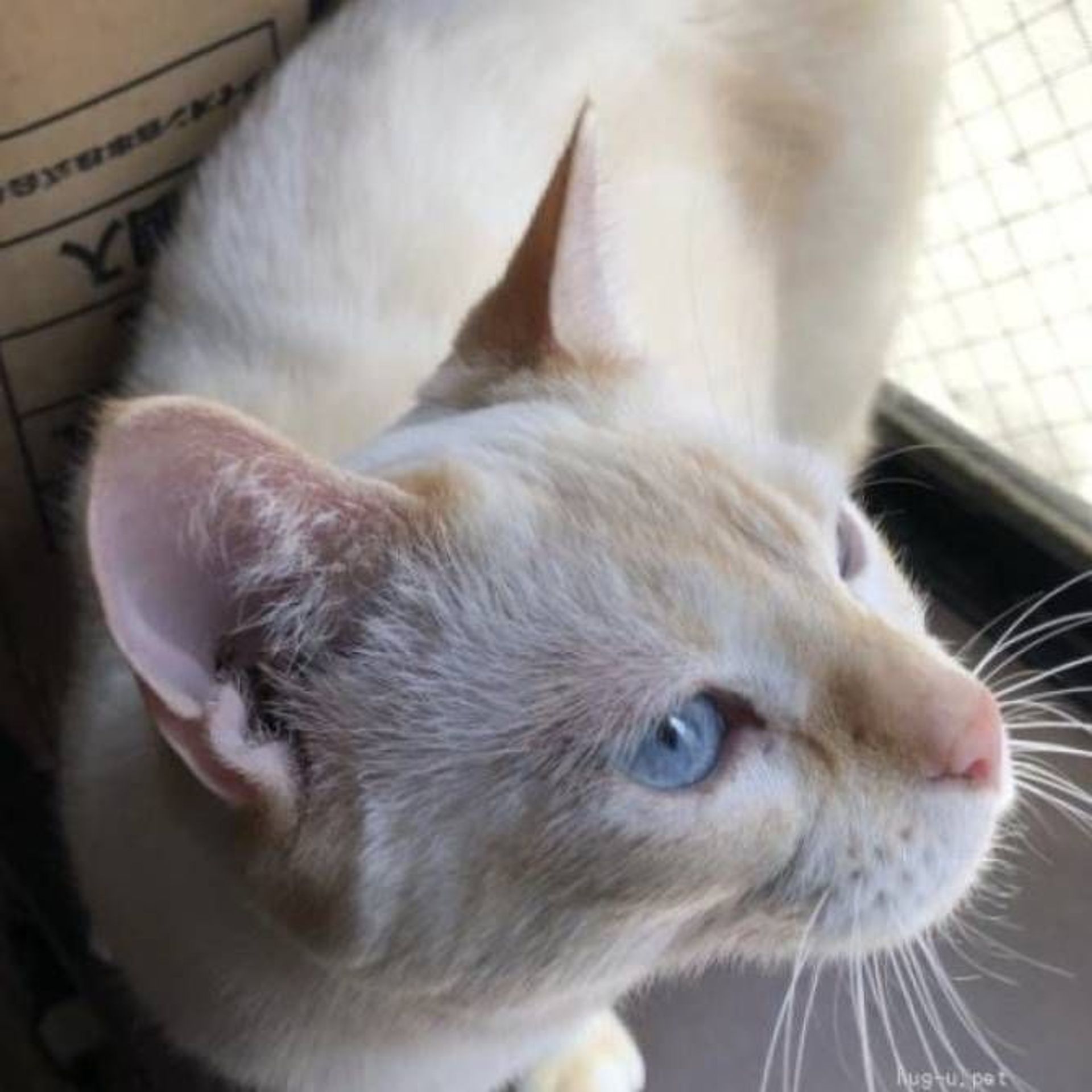 雑種（ミックス猫）・オスの里親募集の写真