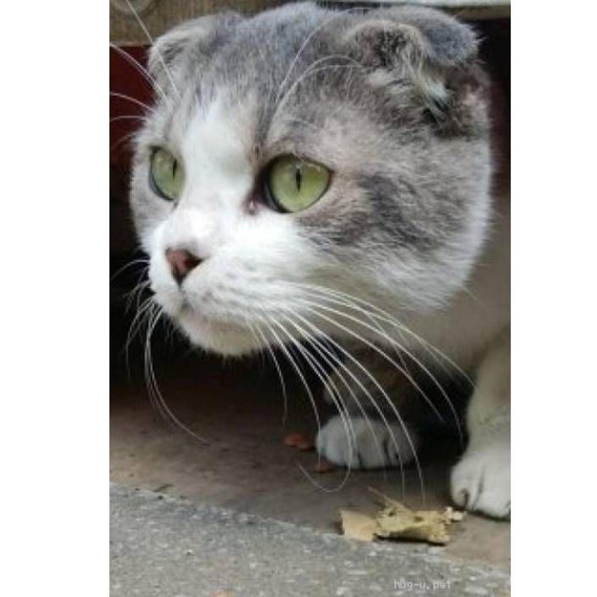 pet-image-2