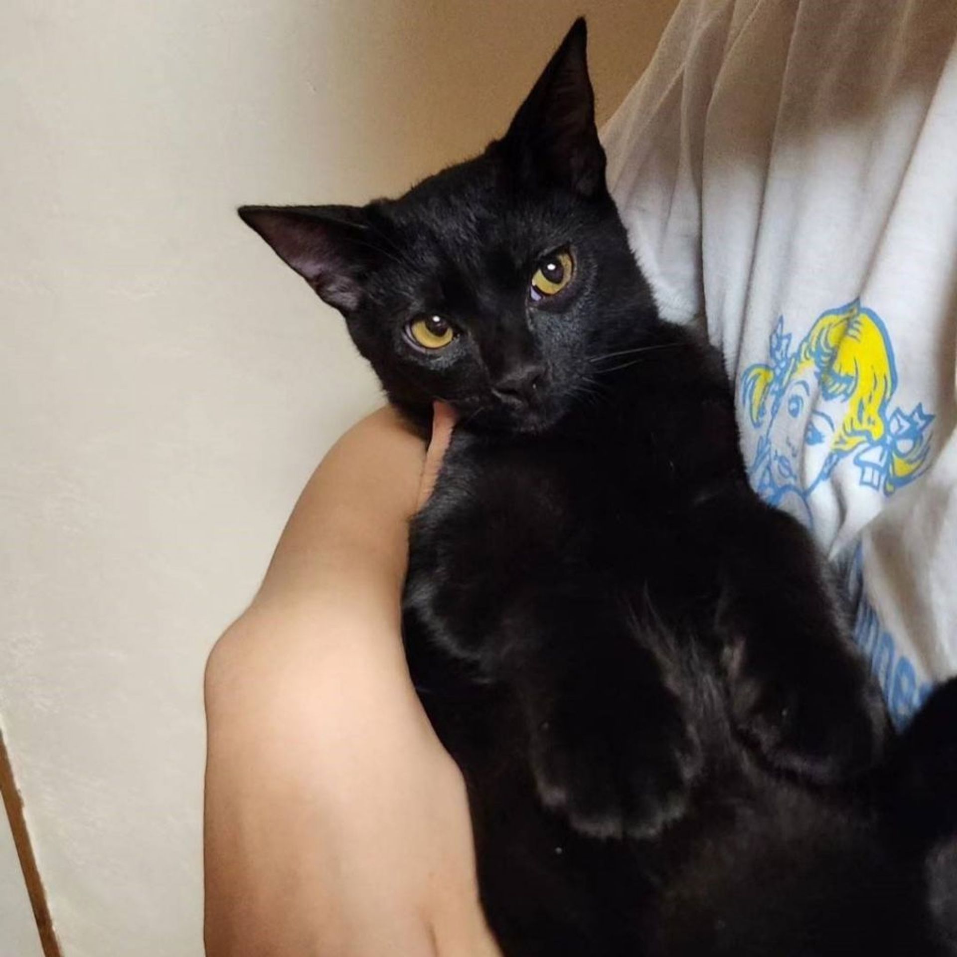 雑種（ミックス猫）・オスの里親募集の写真